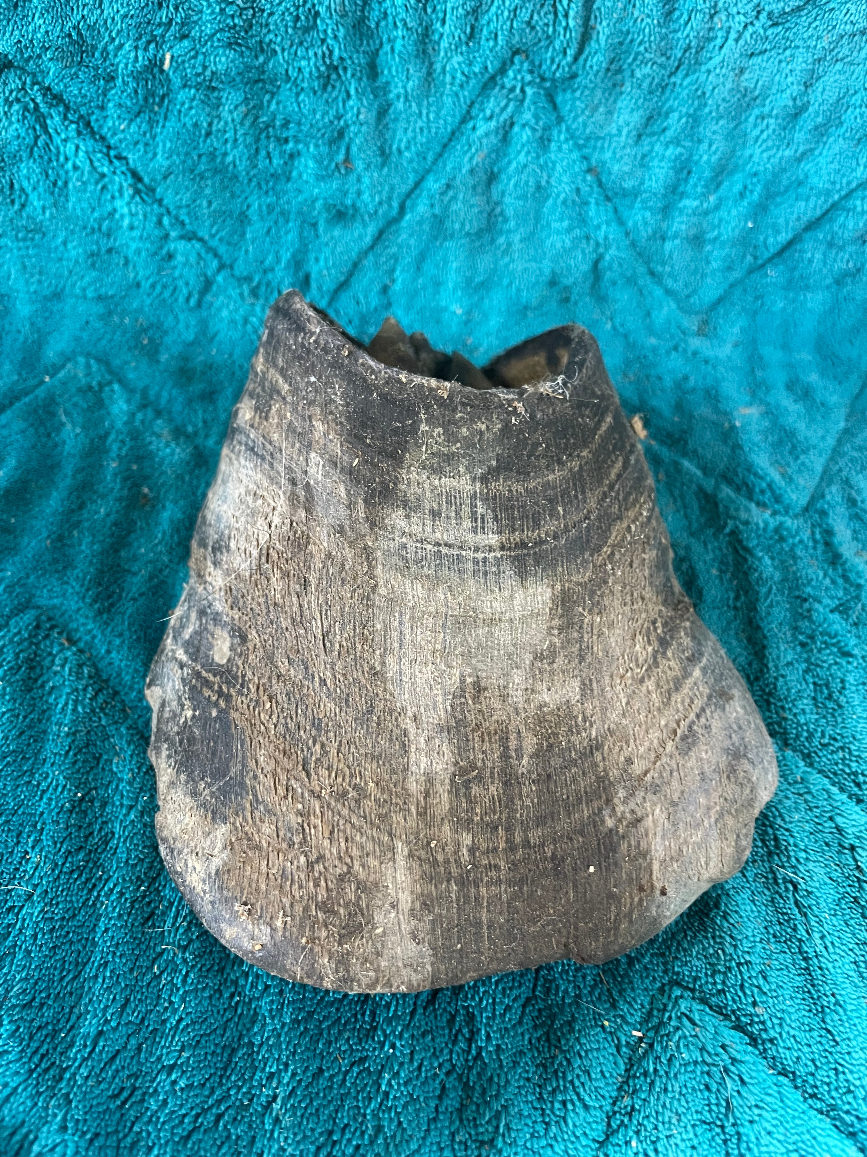 Mustang Horse Hoof