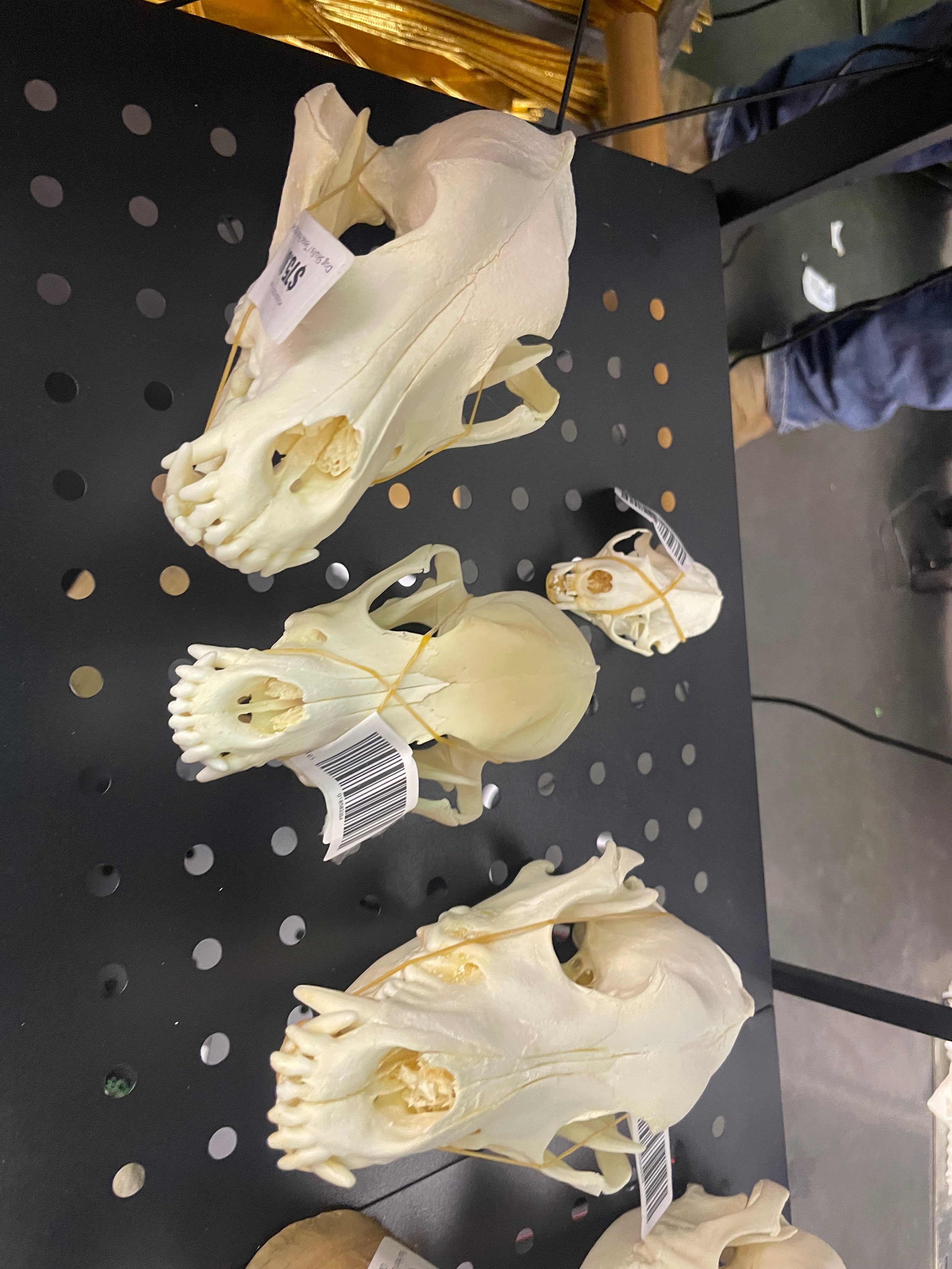 Dog Skulls