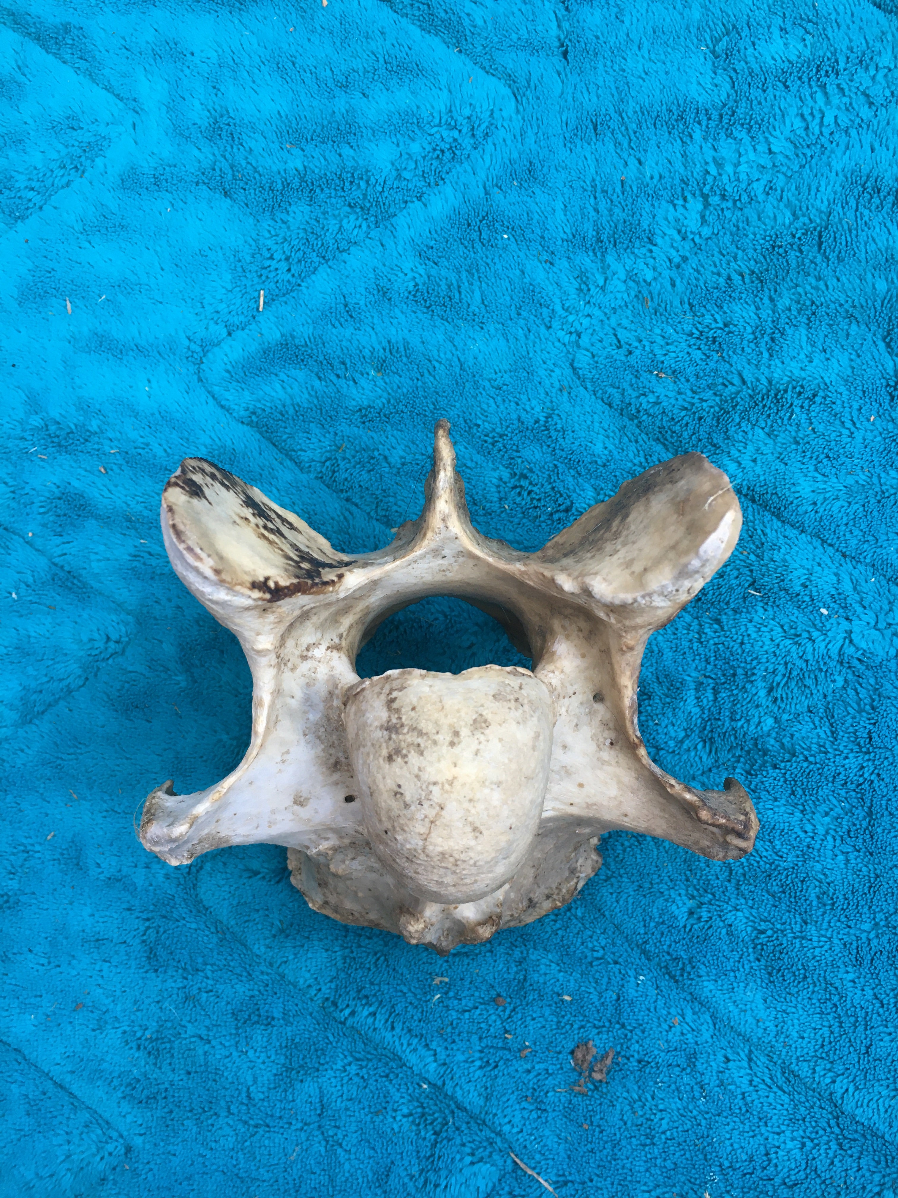 Foal Vertebrae