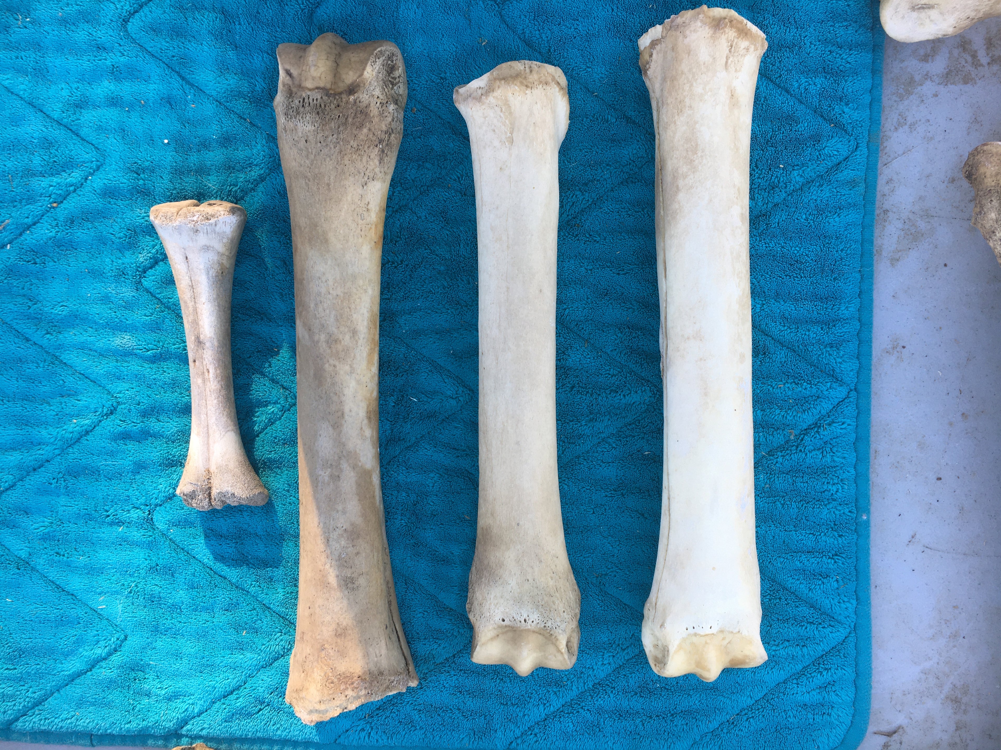 Horse and goat lot