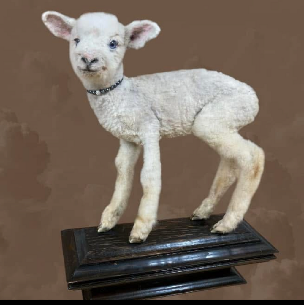 Lamb Commisions with Stand and Jewelry