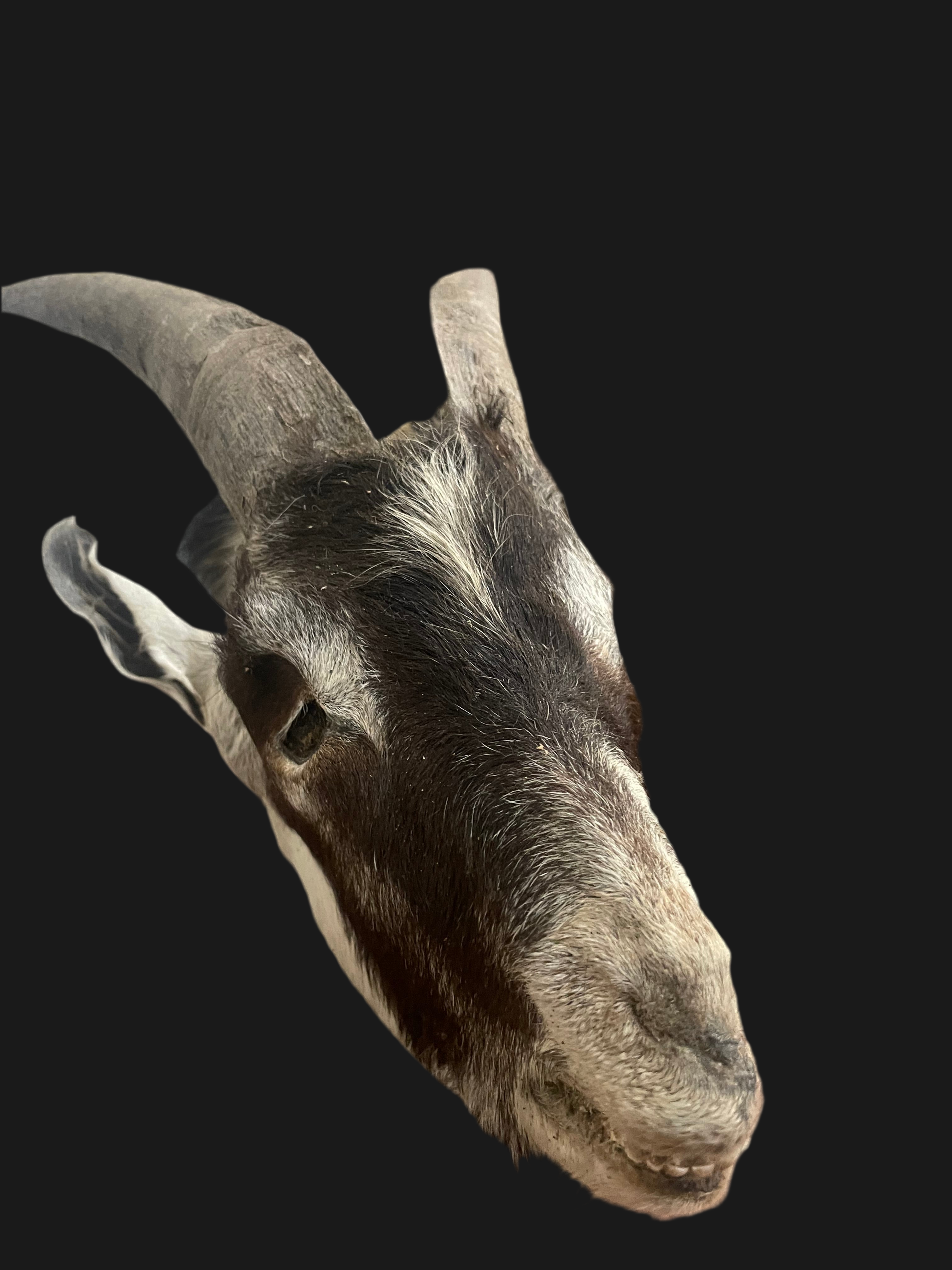 XL mummified Goat Head