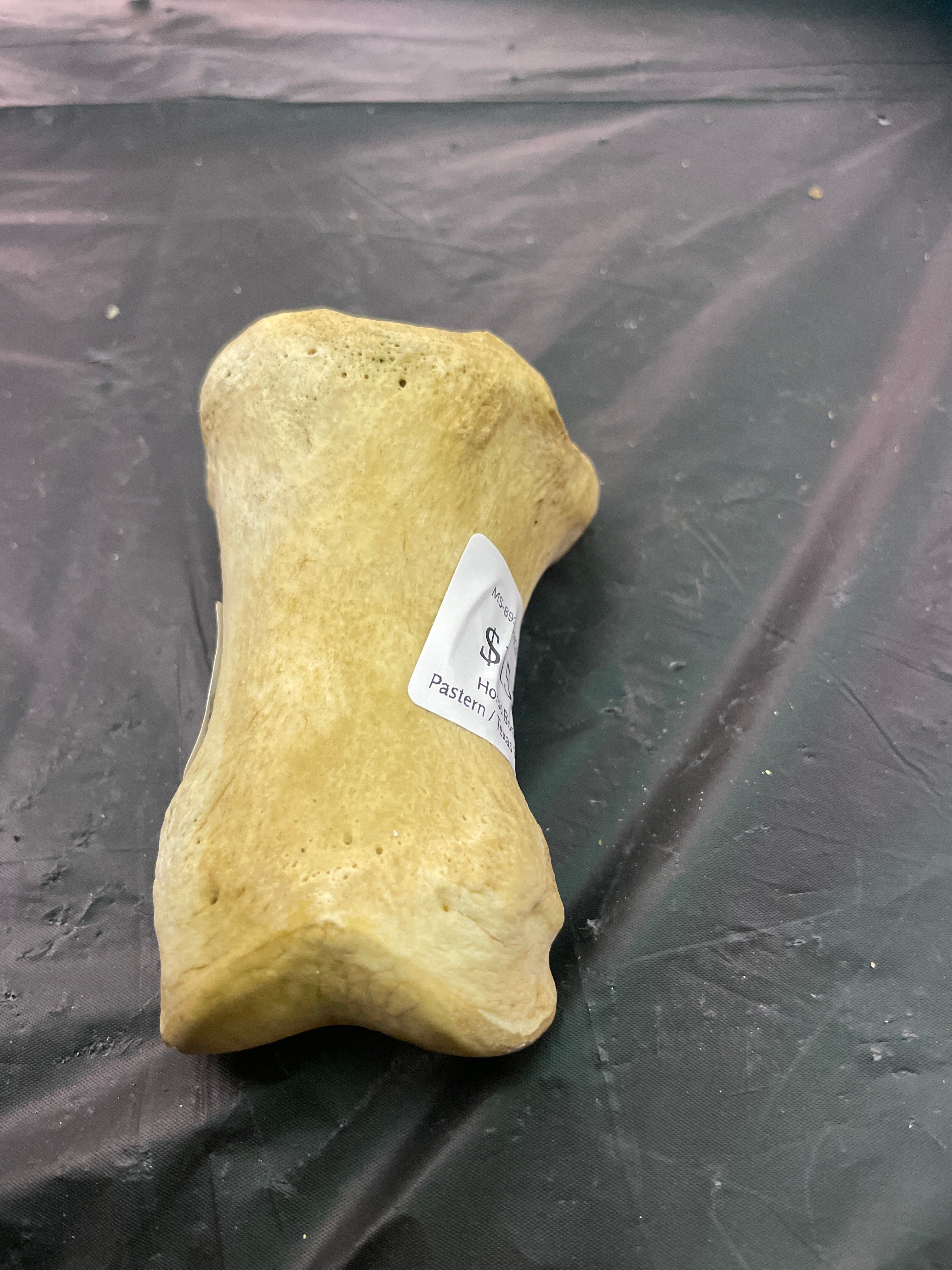 Horse Bones Long Pastern