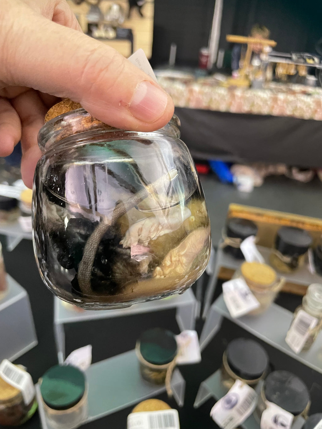 1 Rex Rat Baby Wet Specimen