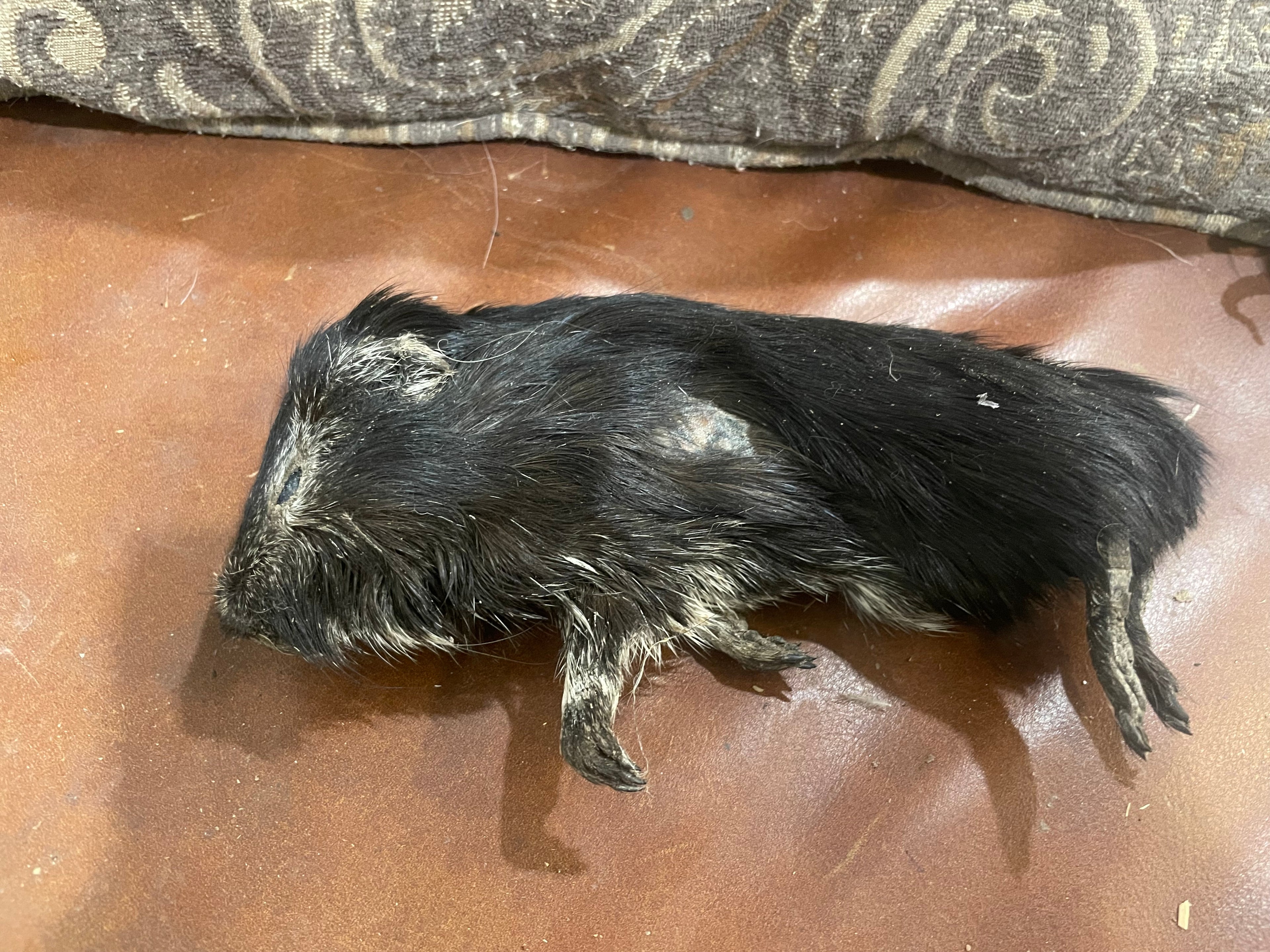 Craft Grade Mummifies Guinea Pig