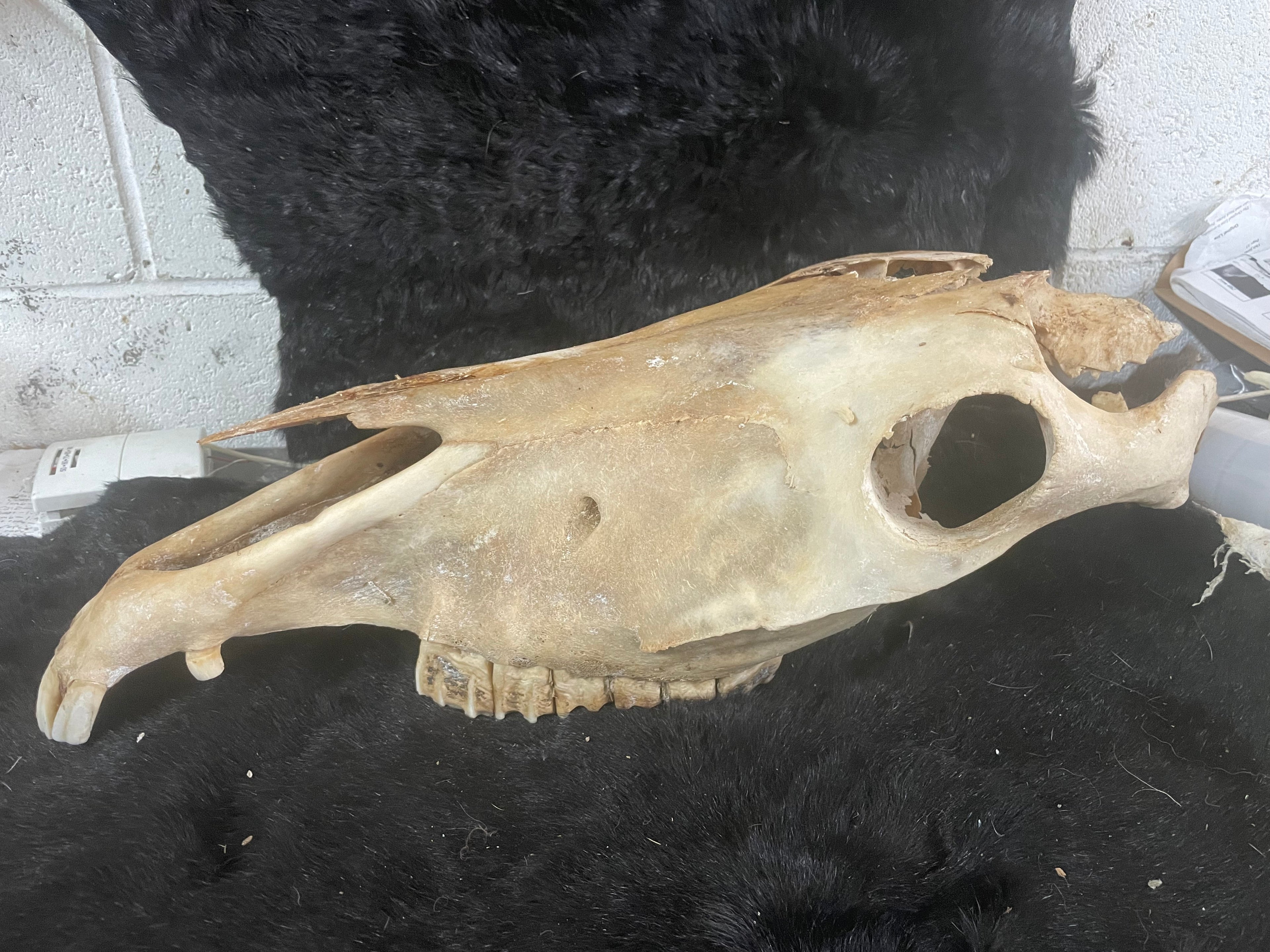 Craft Grade Horse Skull Wild Stallion