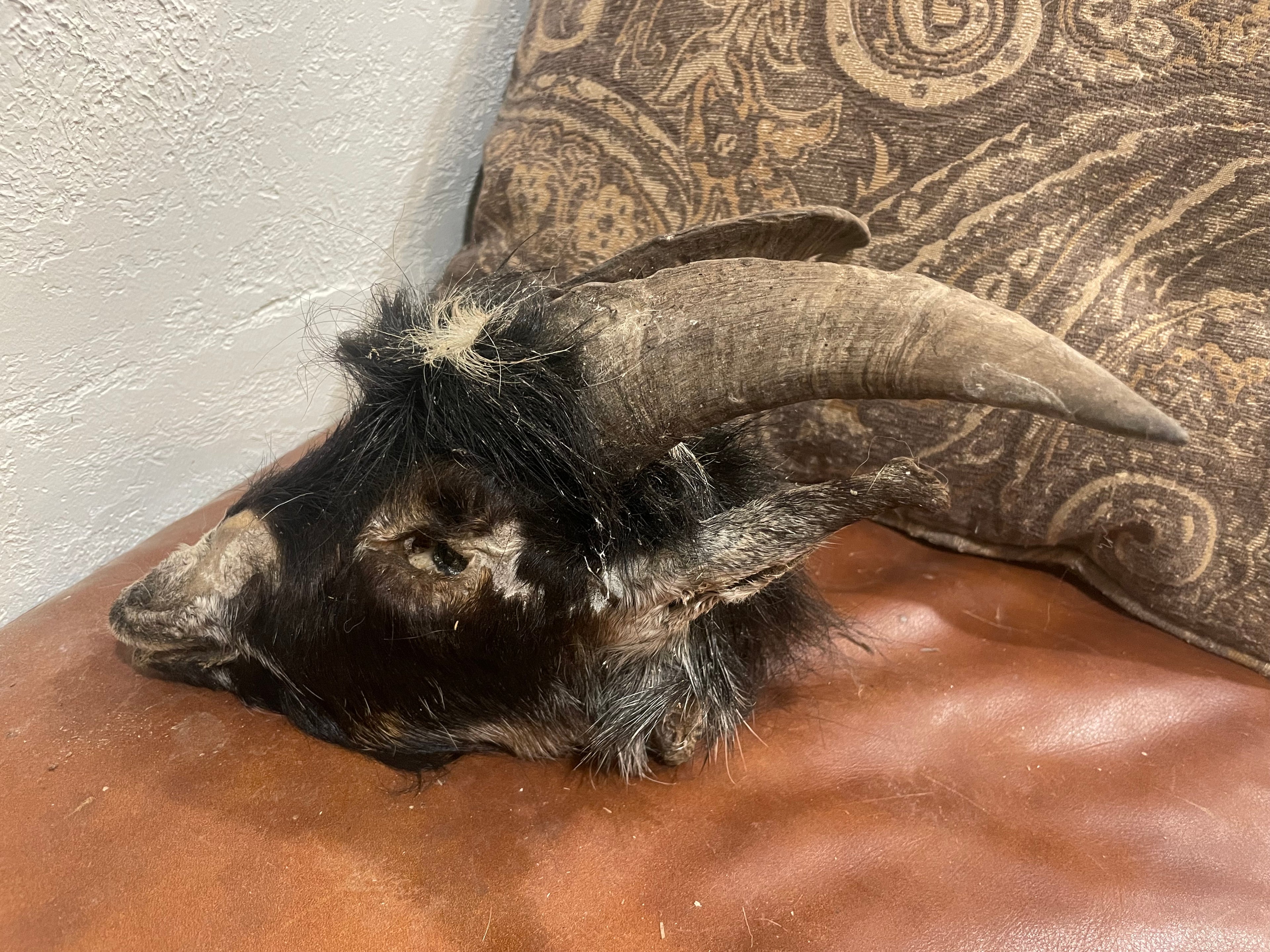 Mummified Goat Head