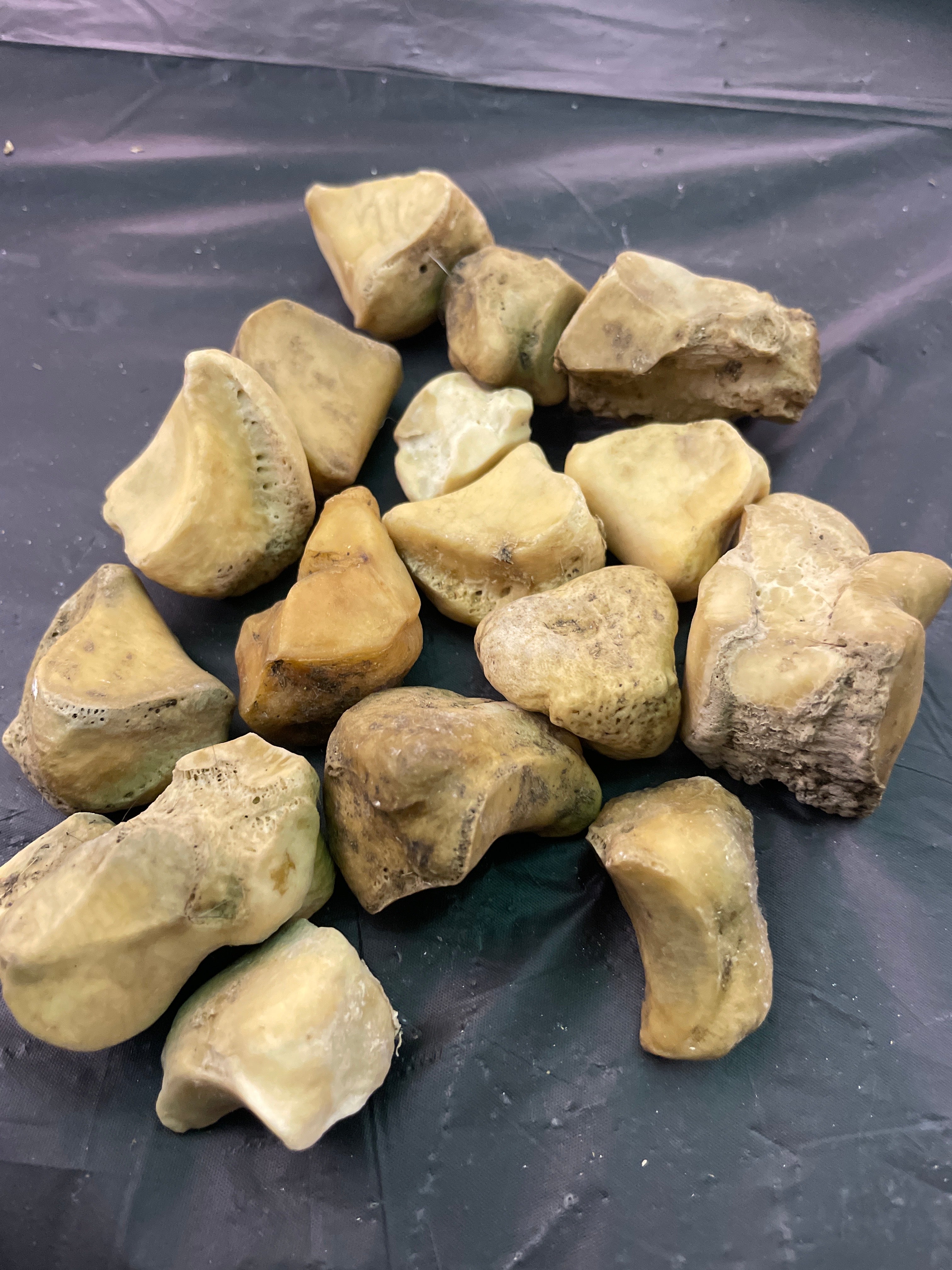 Small Horse Knee Bones