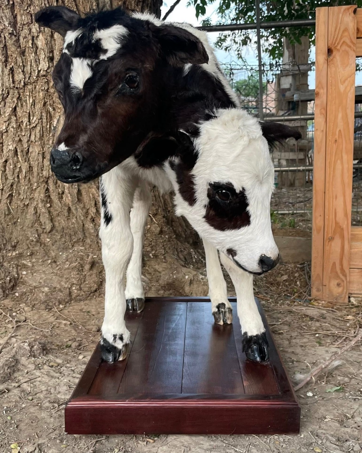 2 Headed Full Size Cow Commissions Apply for wholesale prices