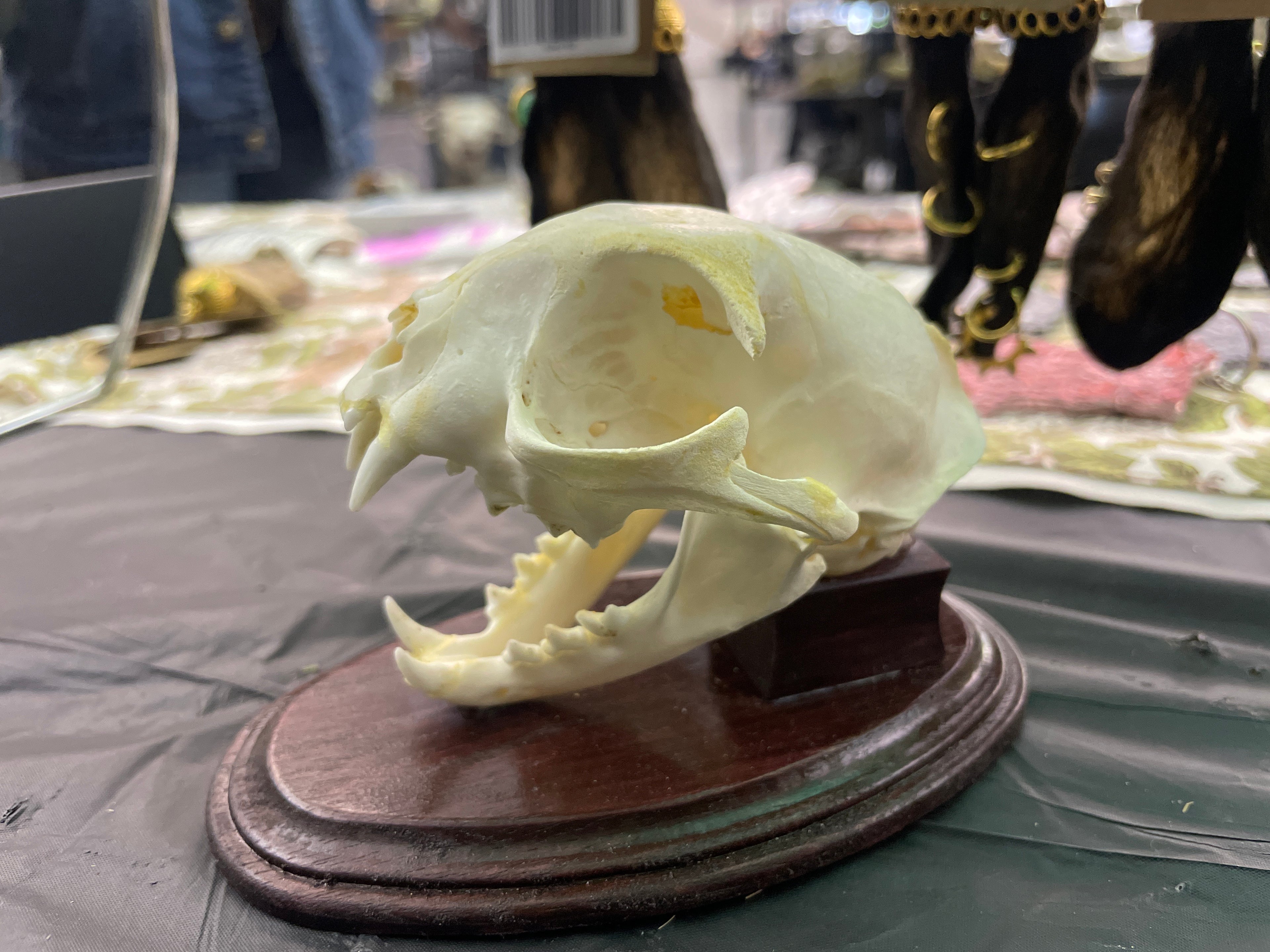 Cat skull on plaque
