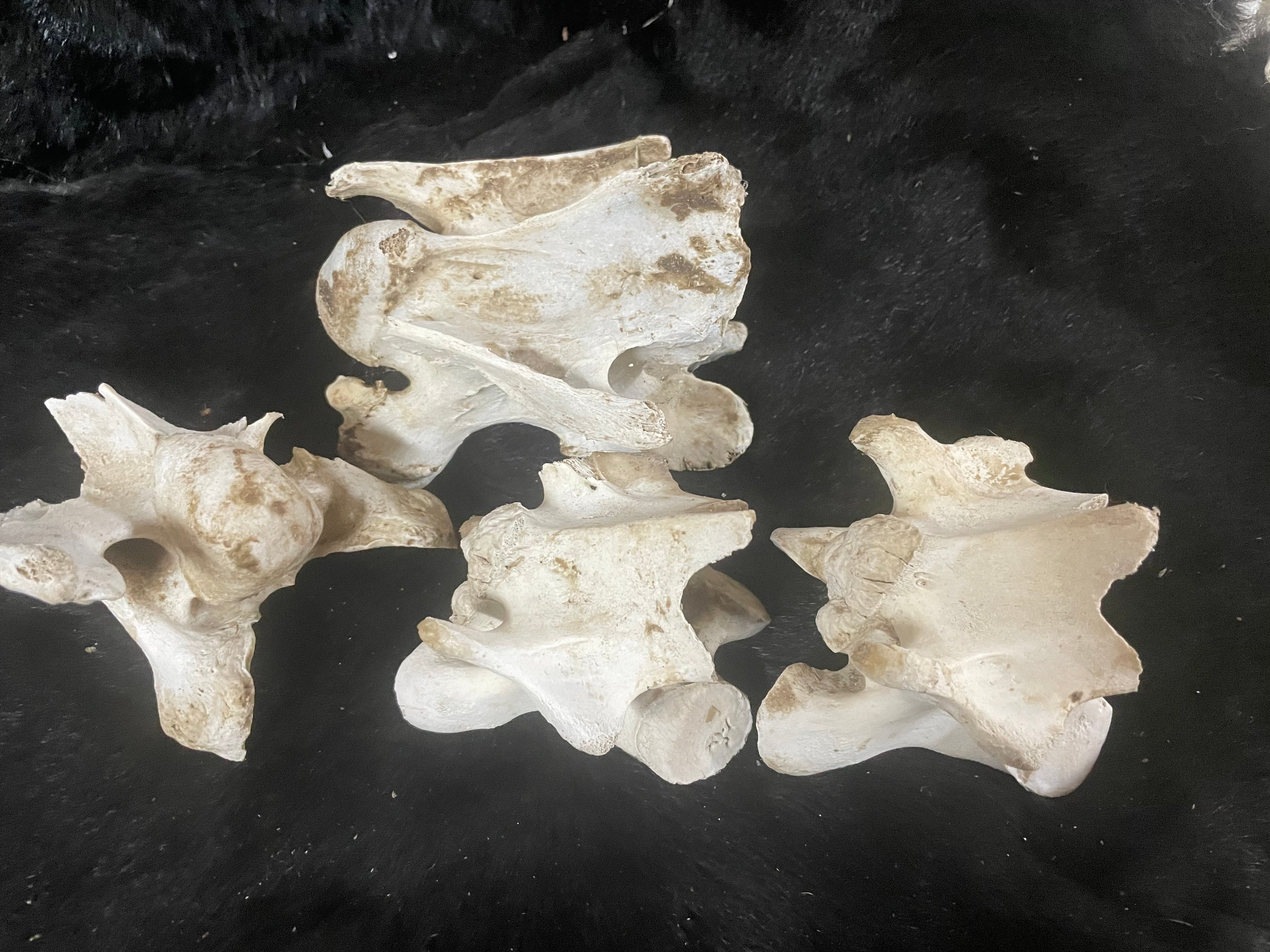 Lot of Horse Vertebrae