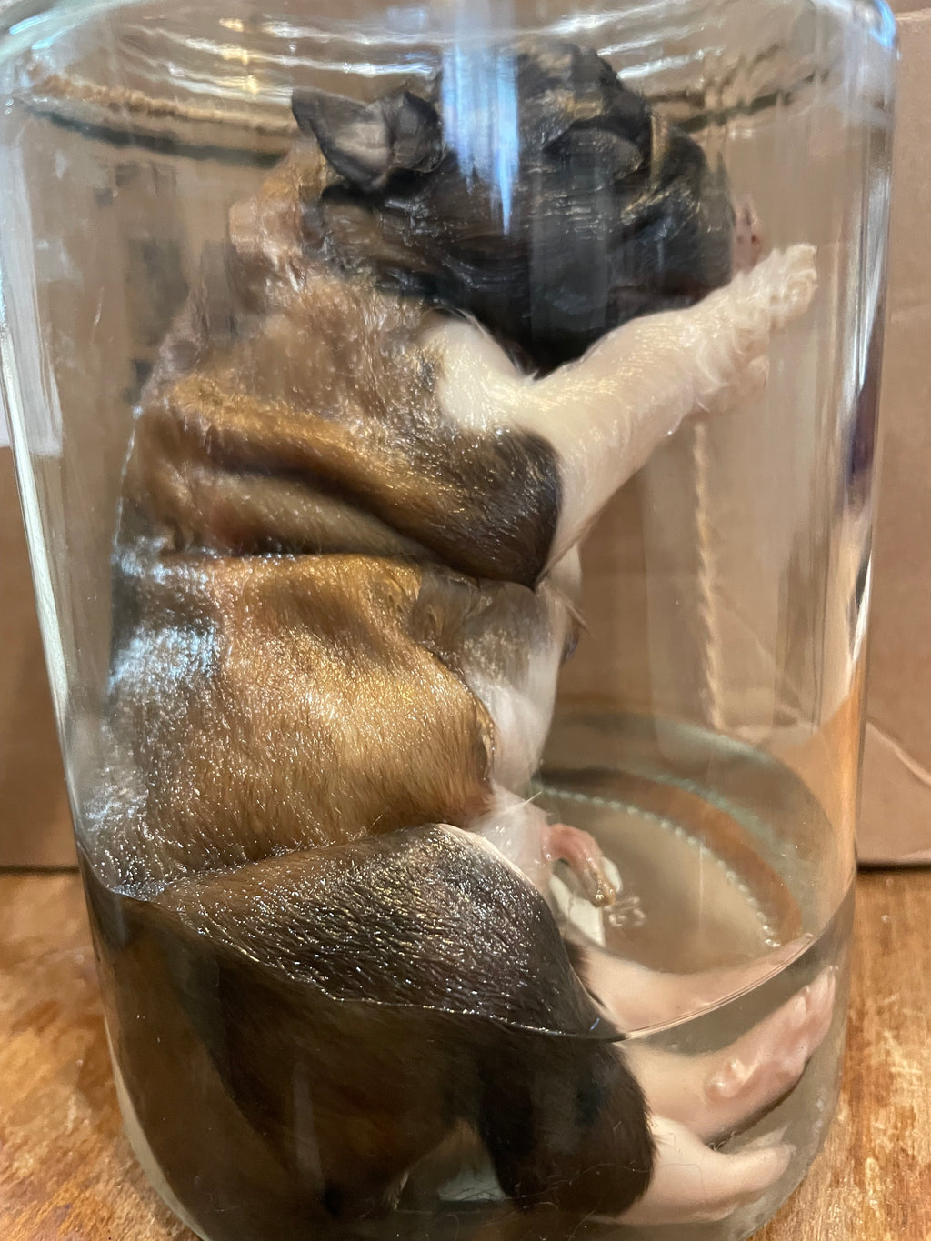 Anatolian Wet Specimen Puppy