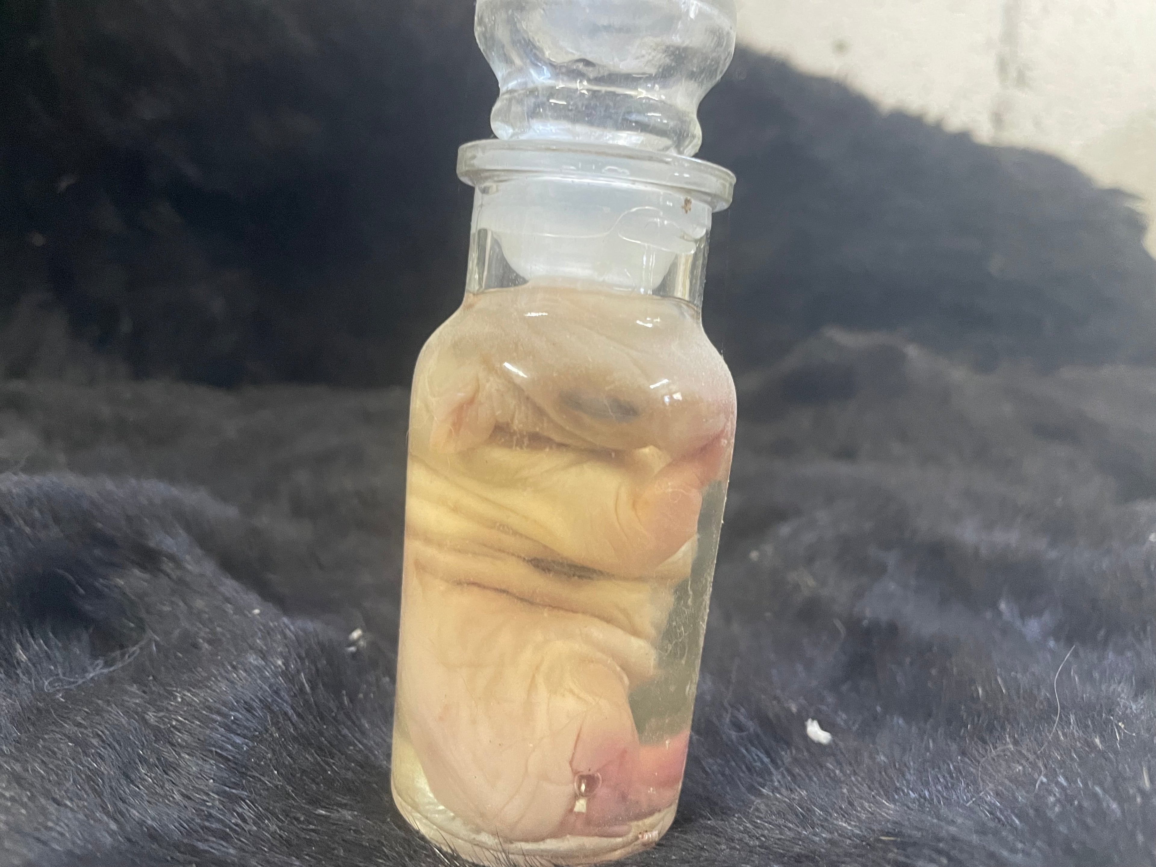 Dwarf Hotot Gothic Bunny