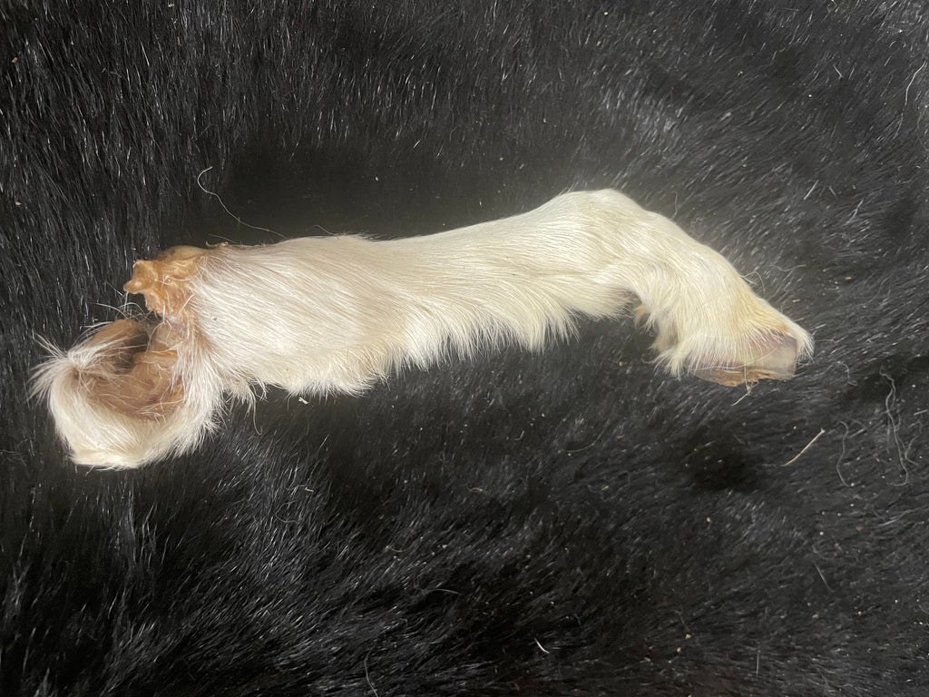 Tan Mummified Goat Leg