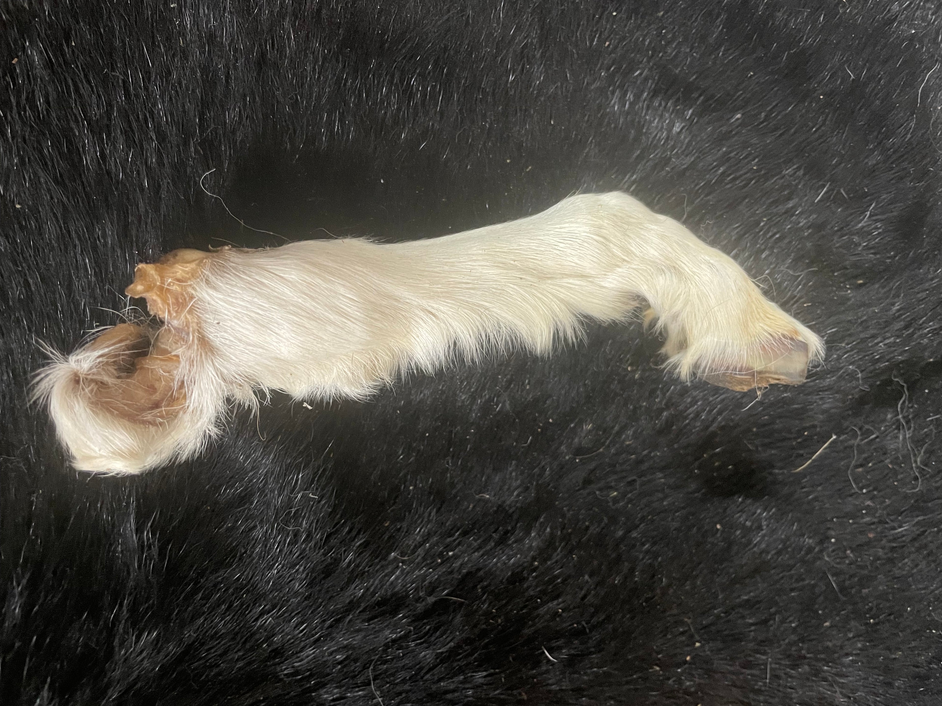 Tan Mummified Goat Leg