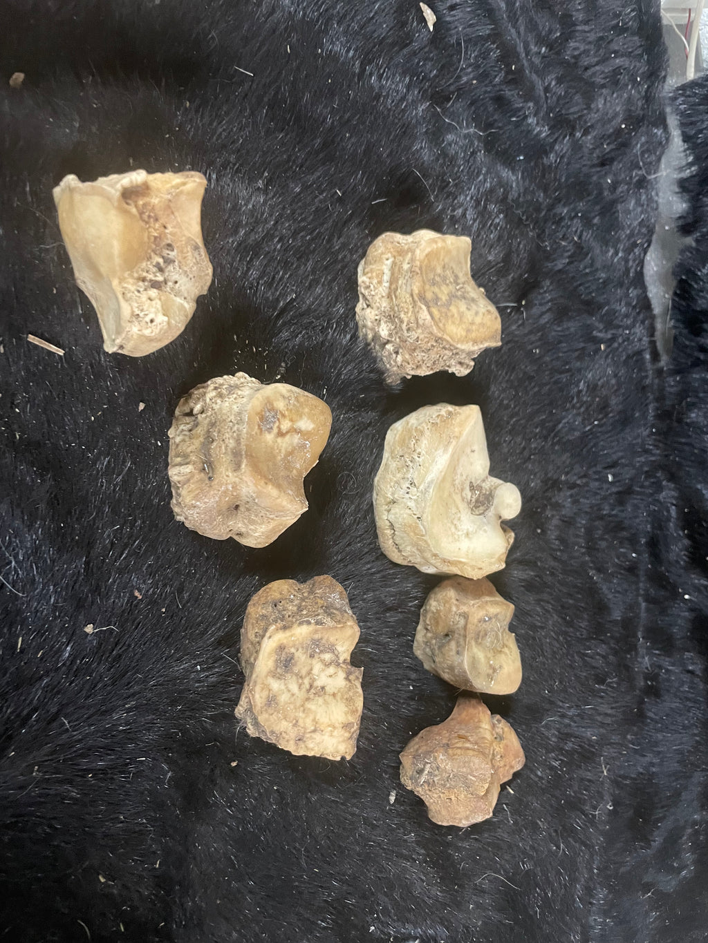 Foal/Horse Knee Bone Arthritis Lot