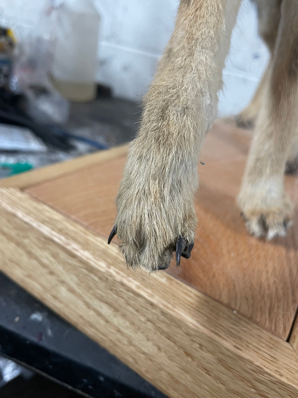 Singe the Baby Coyote