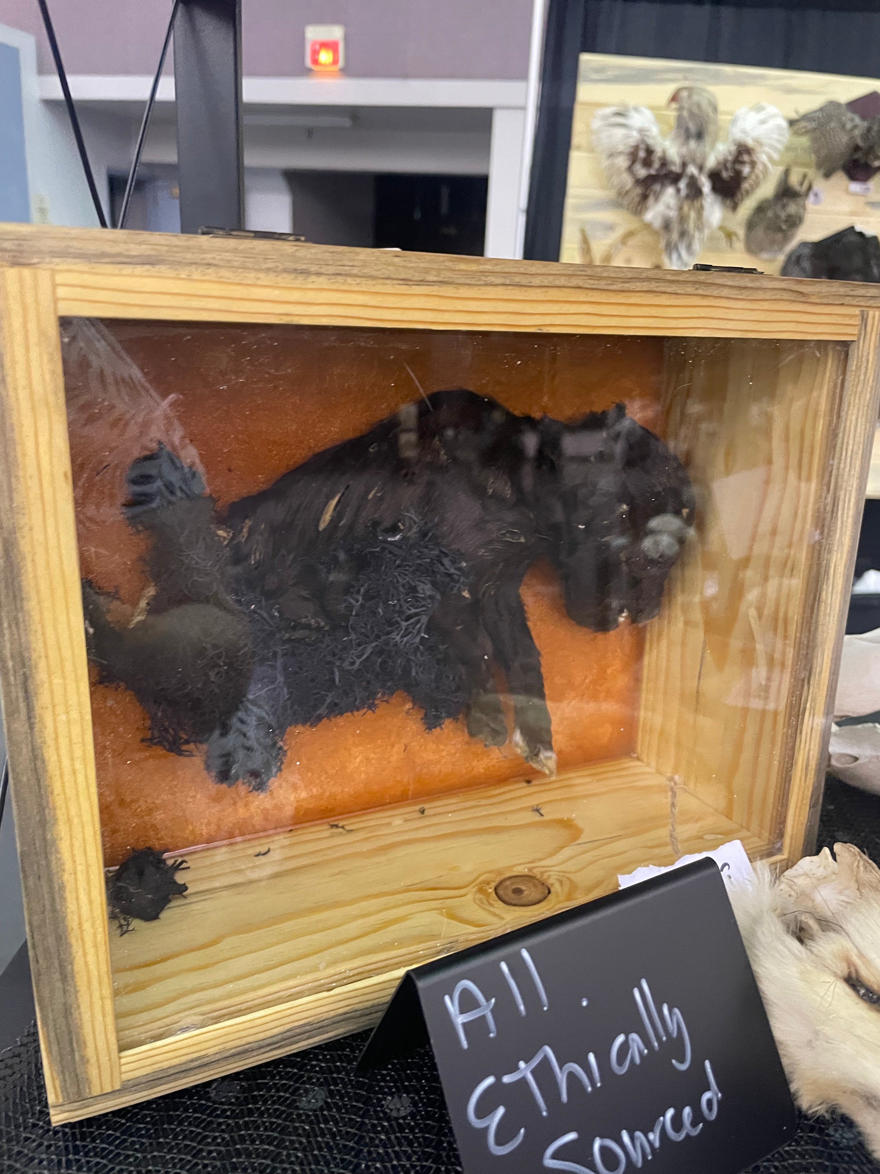 Halloween Mummified Pig