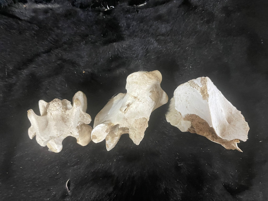 Lot of Horse Vertebrae