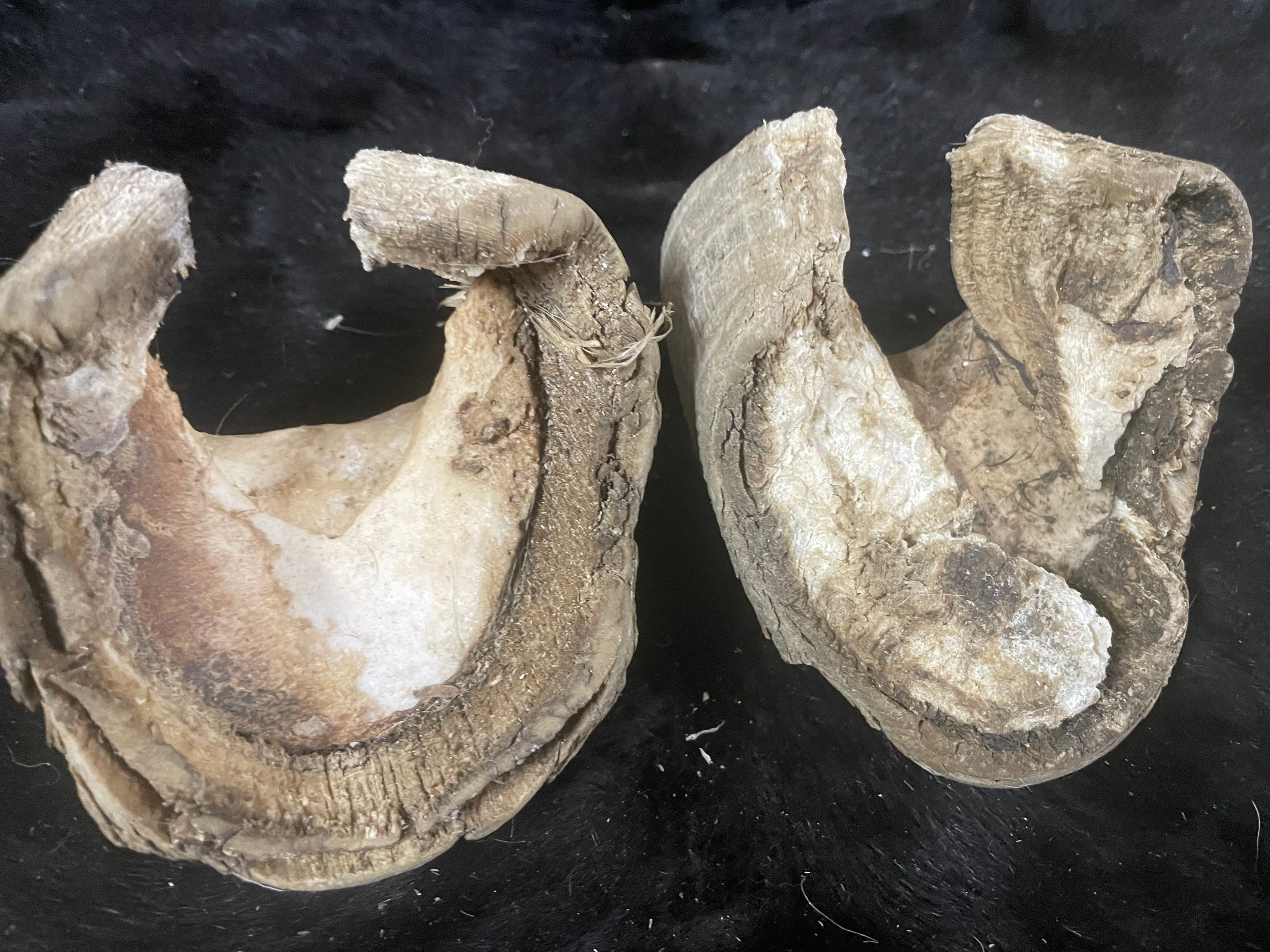 8 pairs of horse Hooves