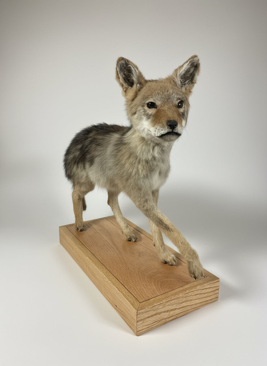 Singe the Baby Coyote