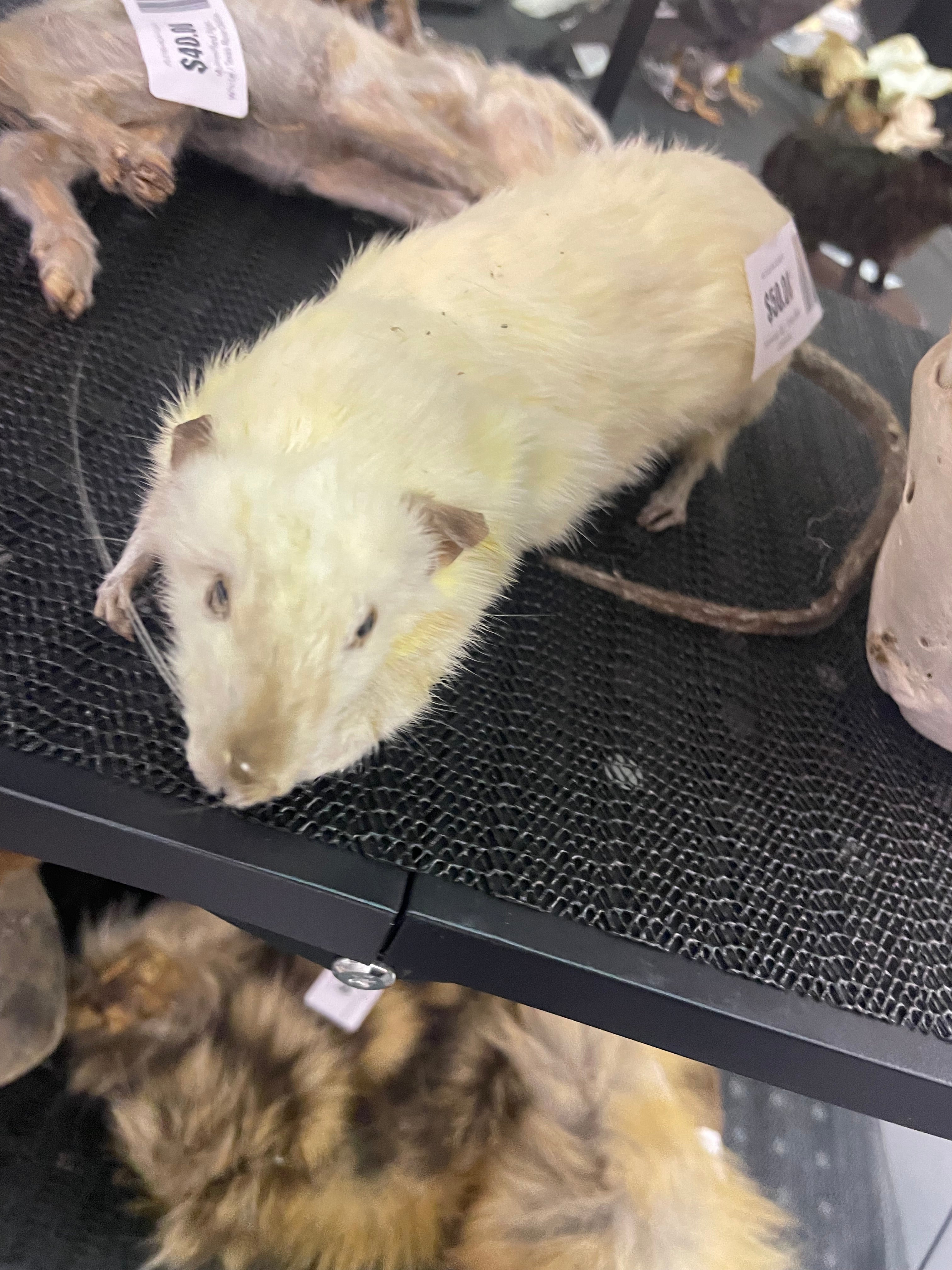 Siamese Rat