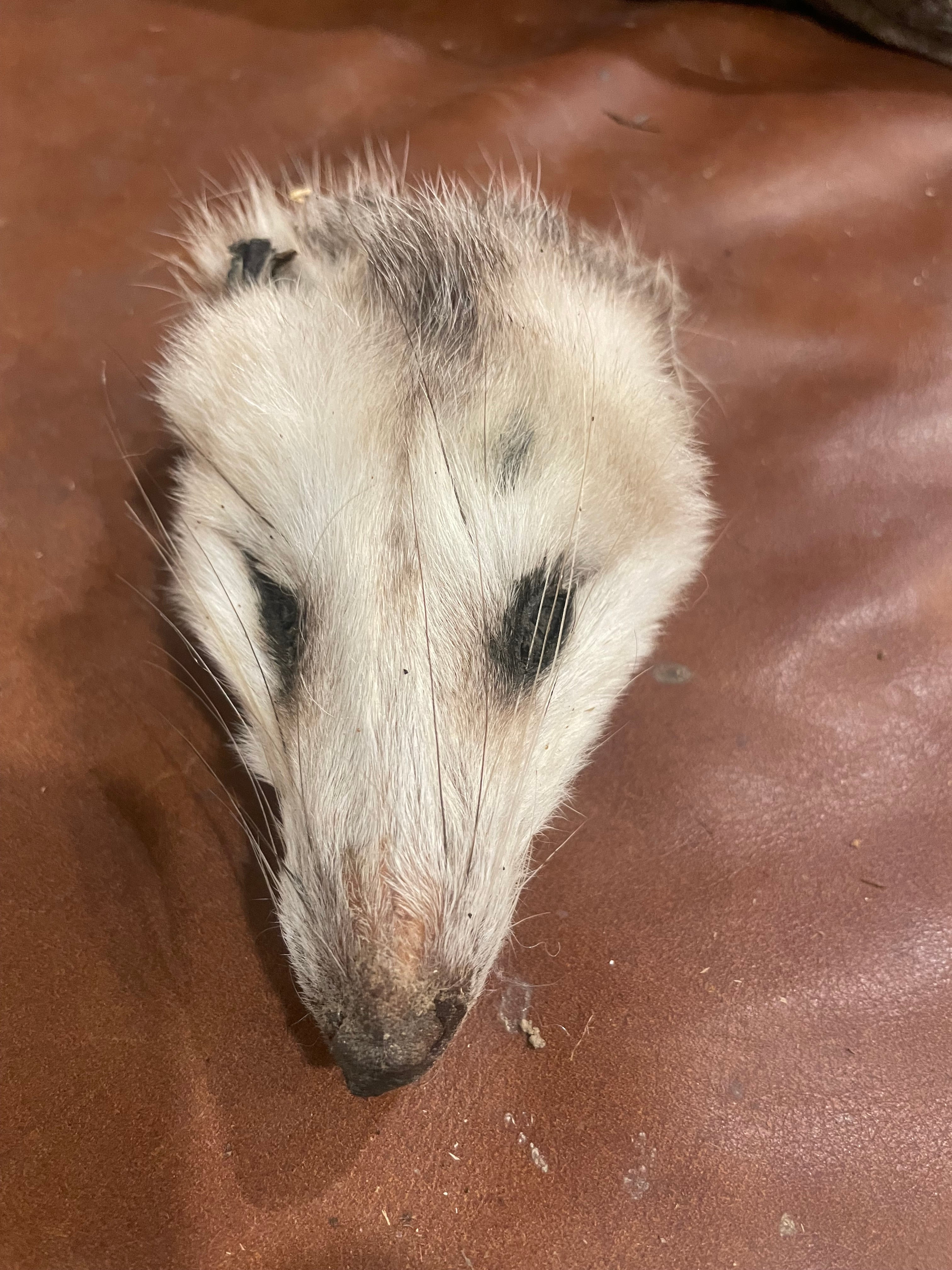 Mummified Opposum Head