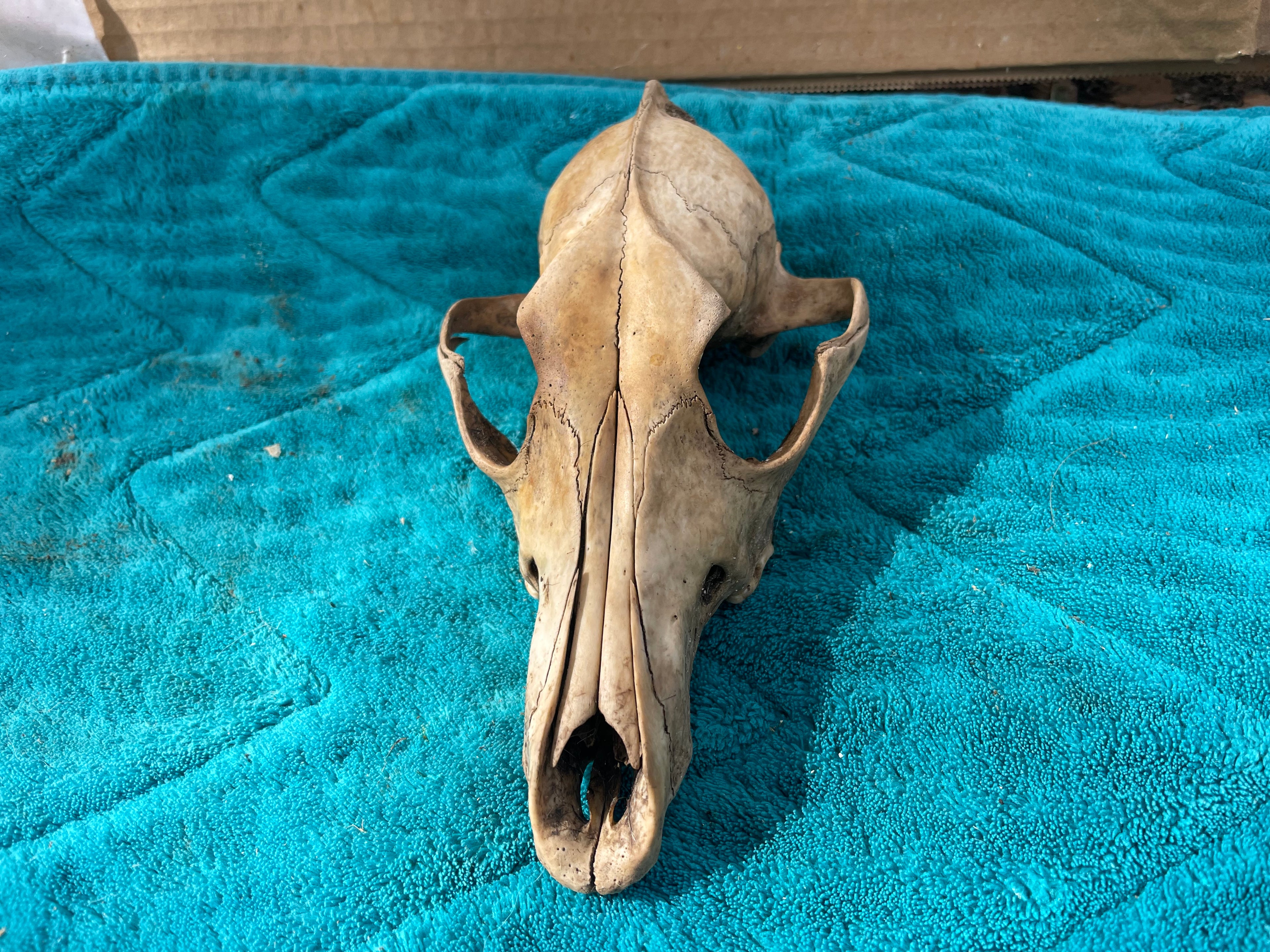 Craft Grade Coyote Skull
