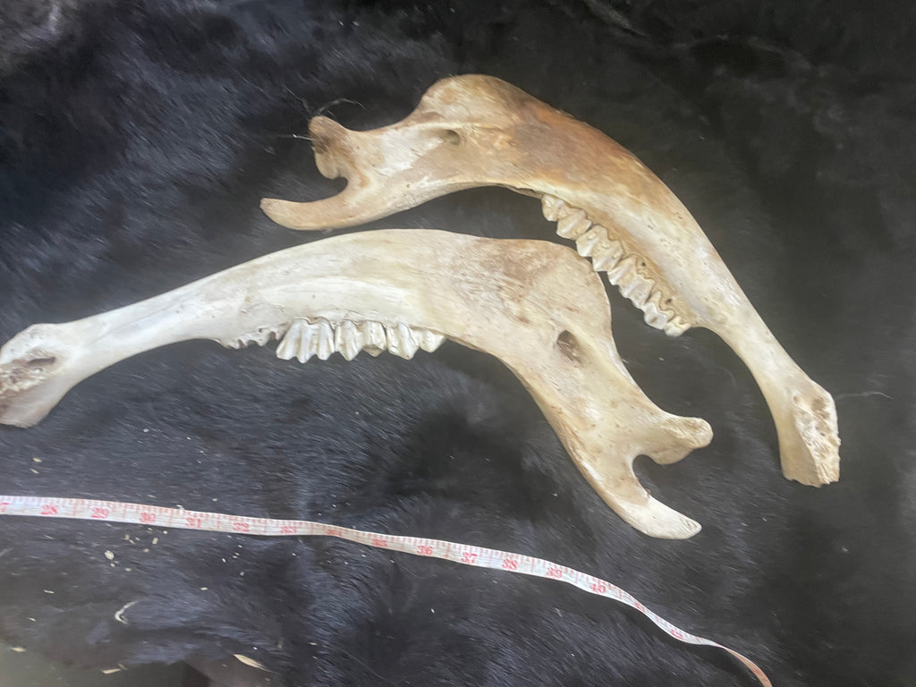 Bison Jaw Bone Lot