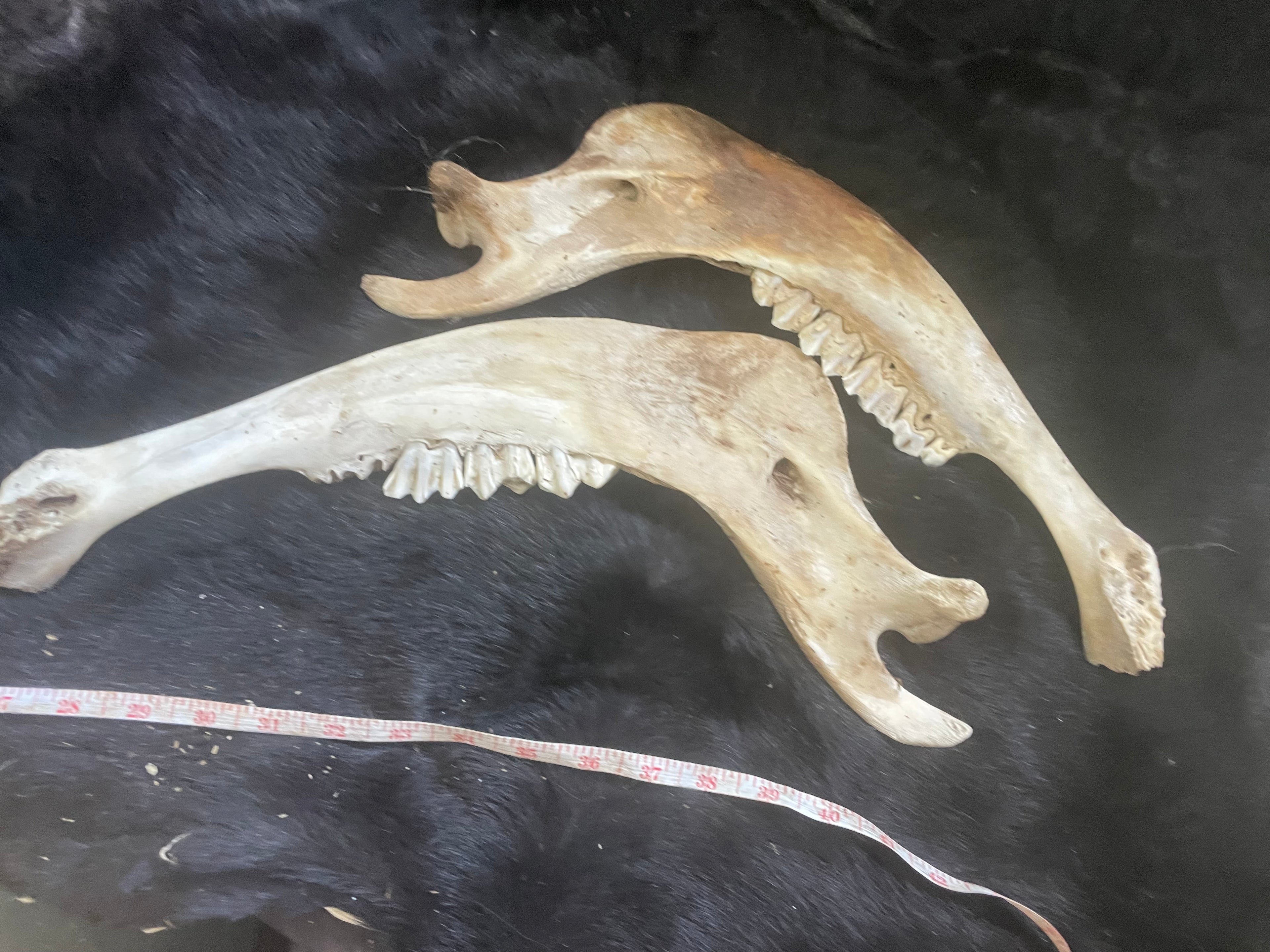 Bison Jaw Bone Lot