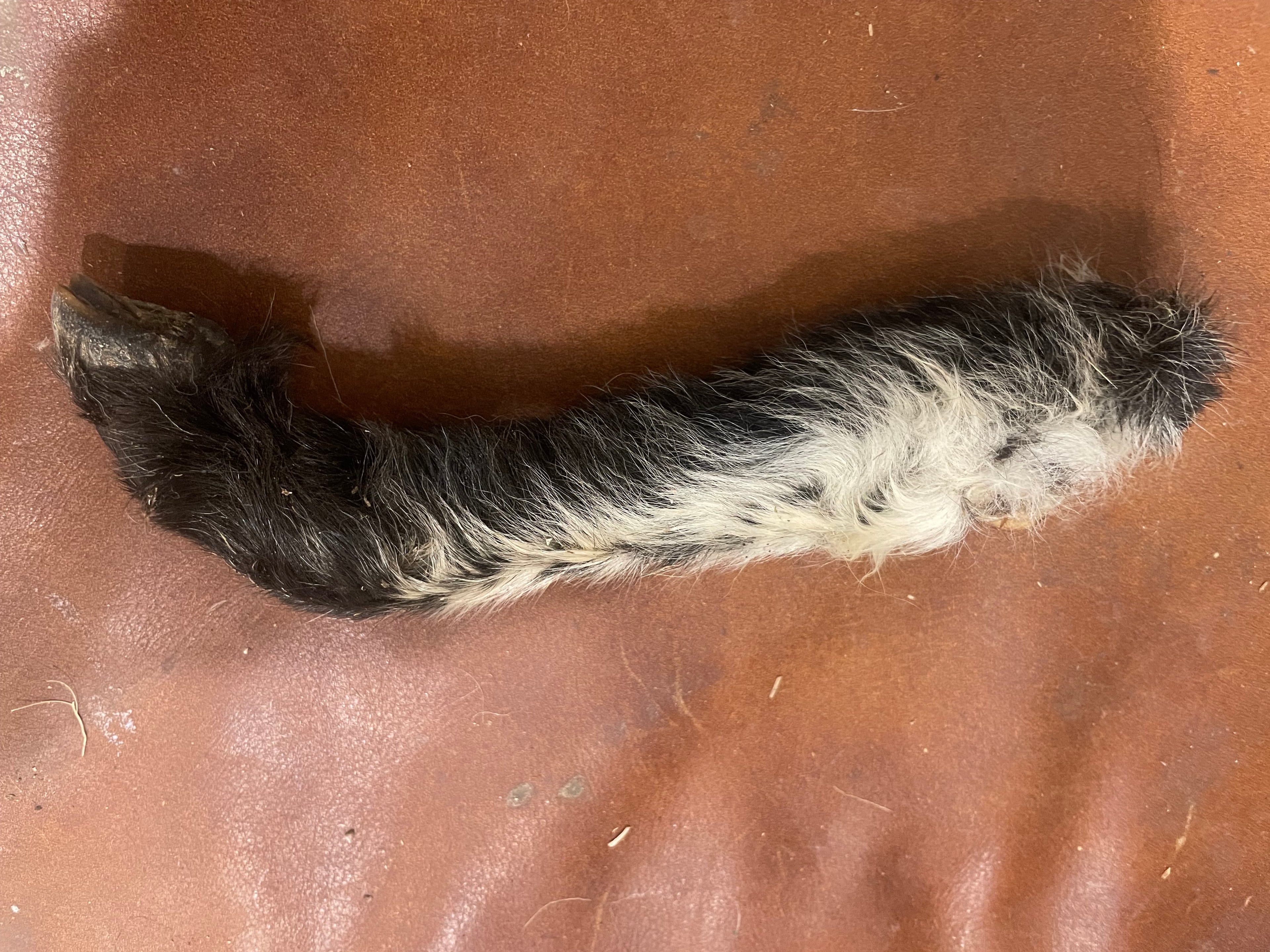 Mummified Lamb Leg