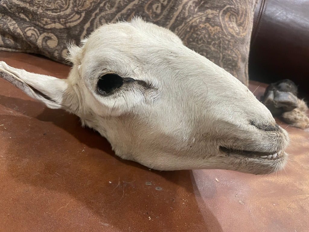 Xl Sheep Head Mummified