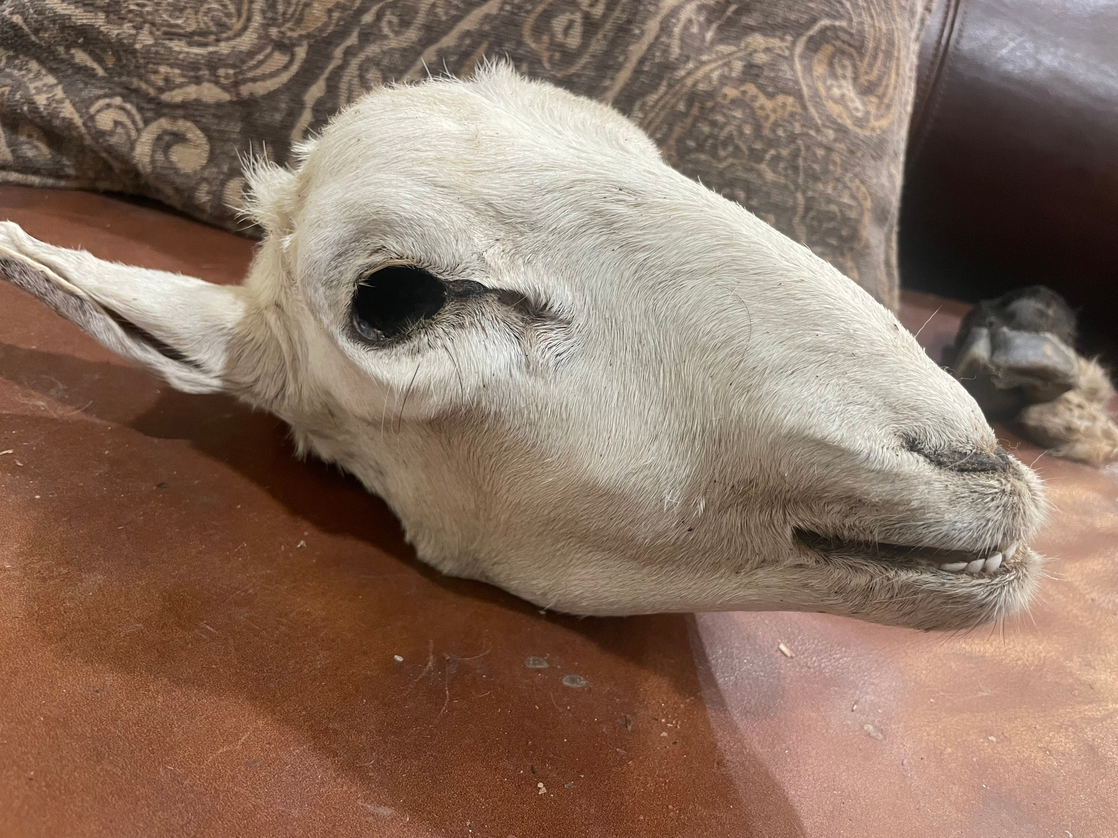 Xl Sheep Head Mummified
