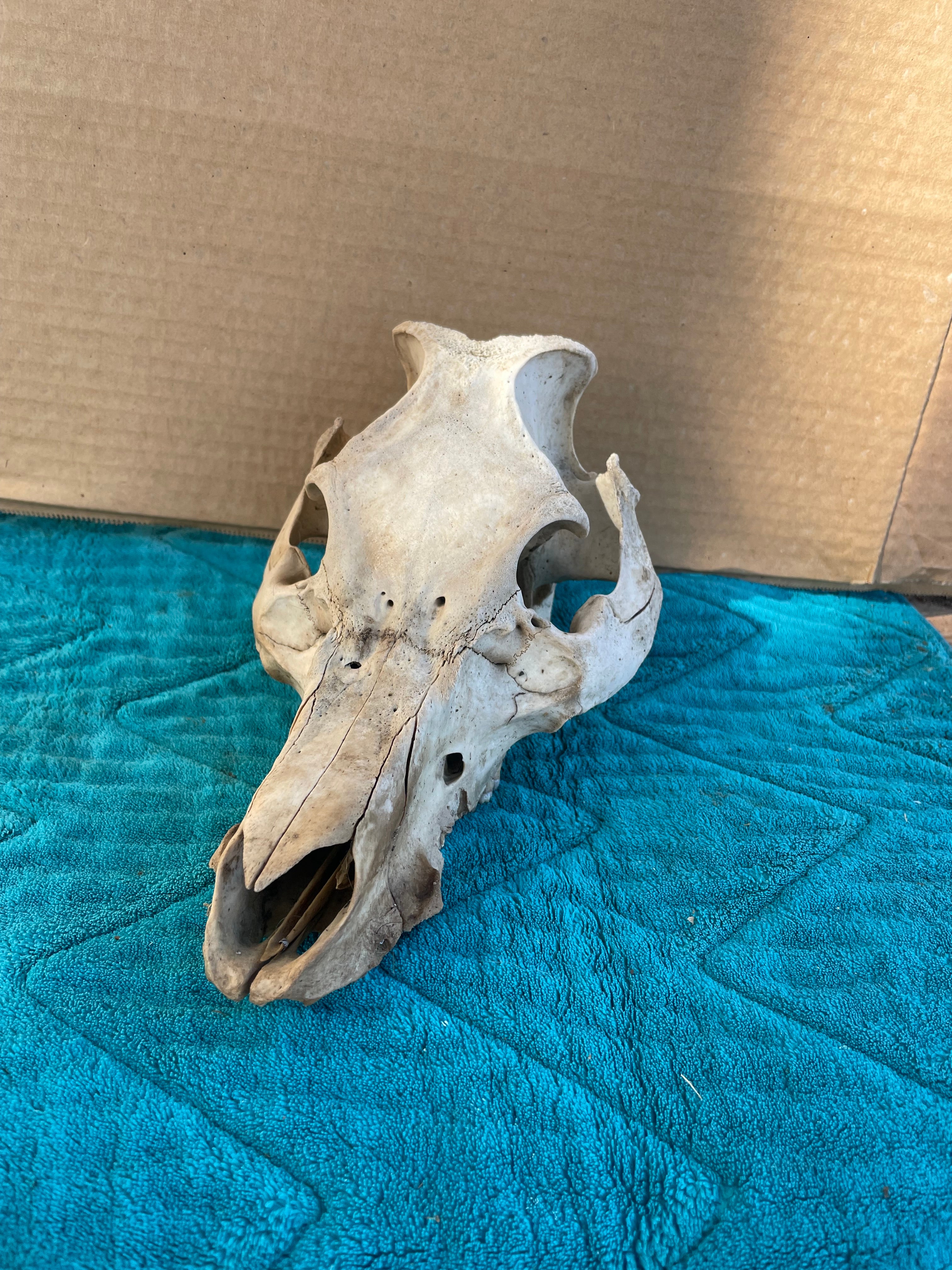 Hog skull