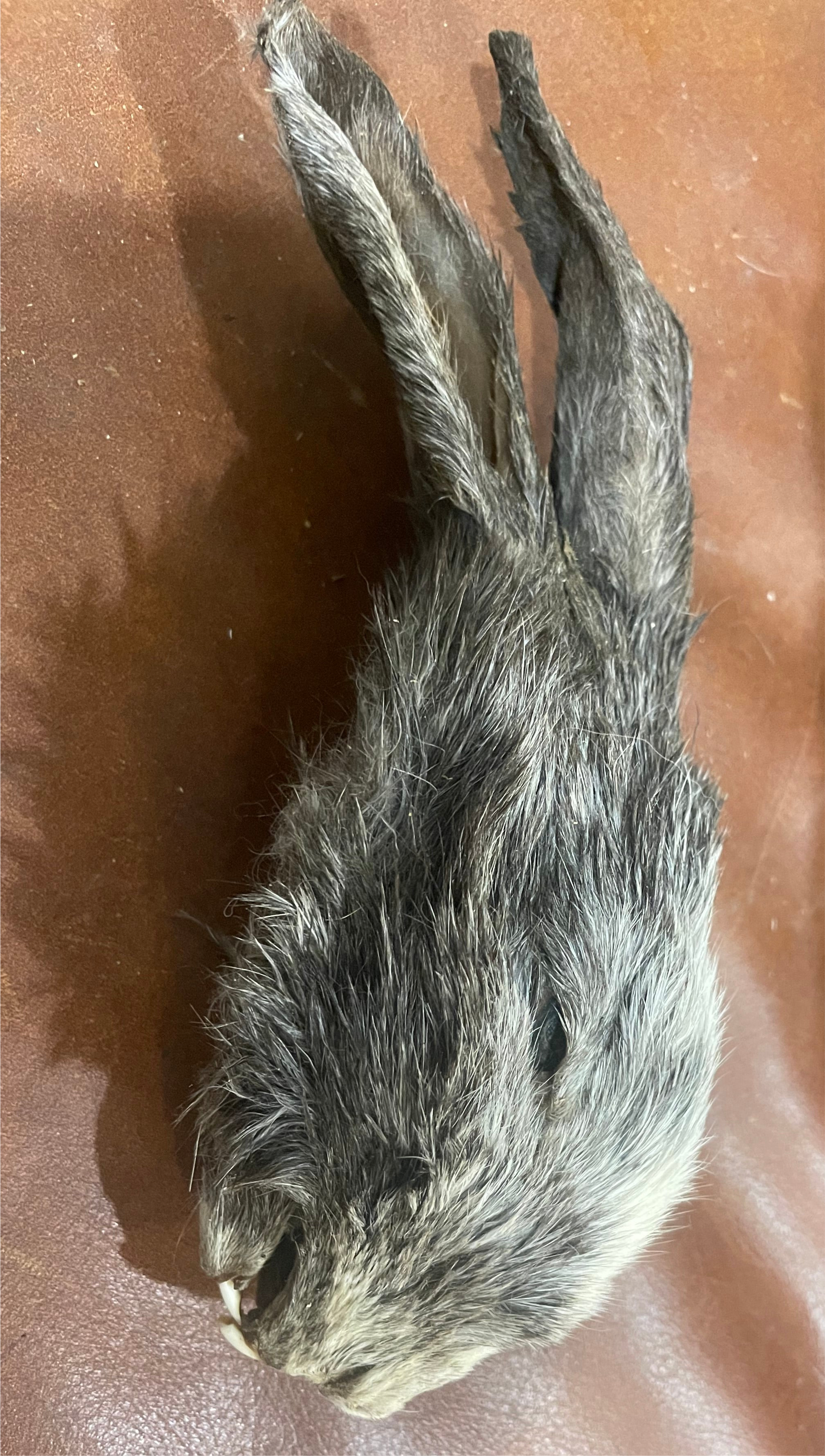 Mummified Rabbit Head