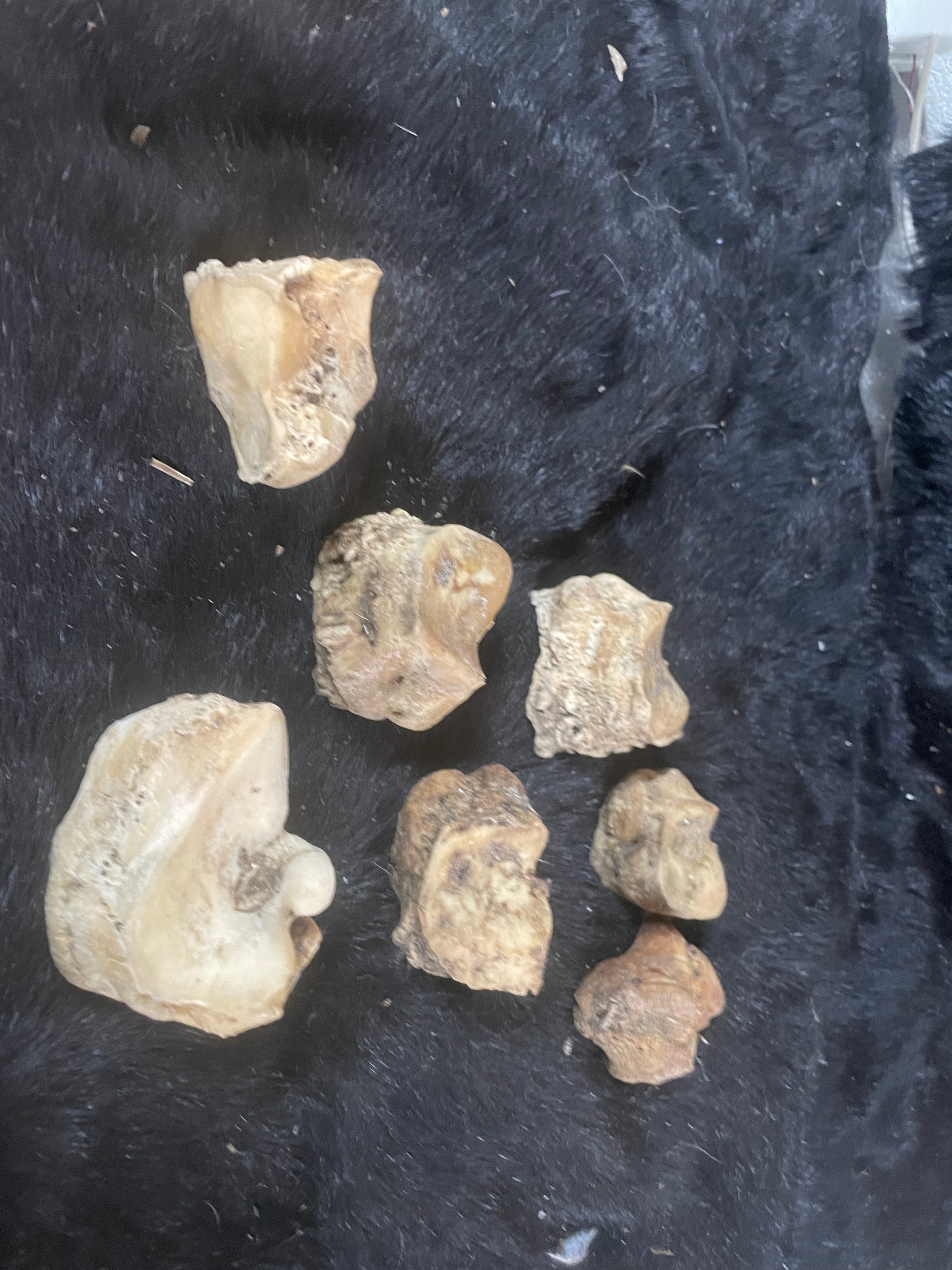 Foal/Horse Knee Bone Arthritis Lot