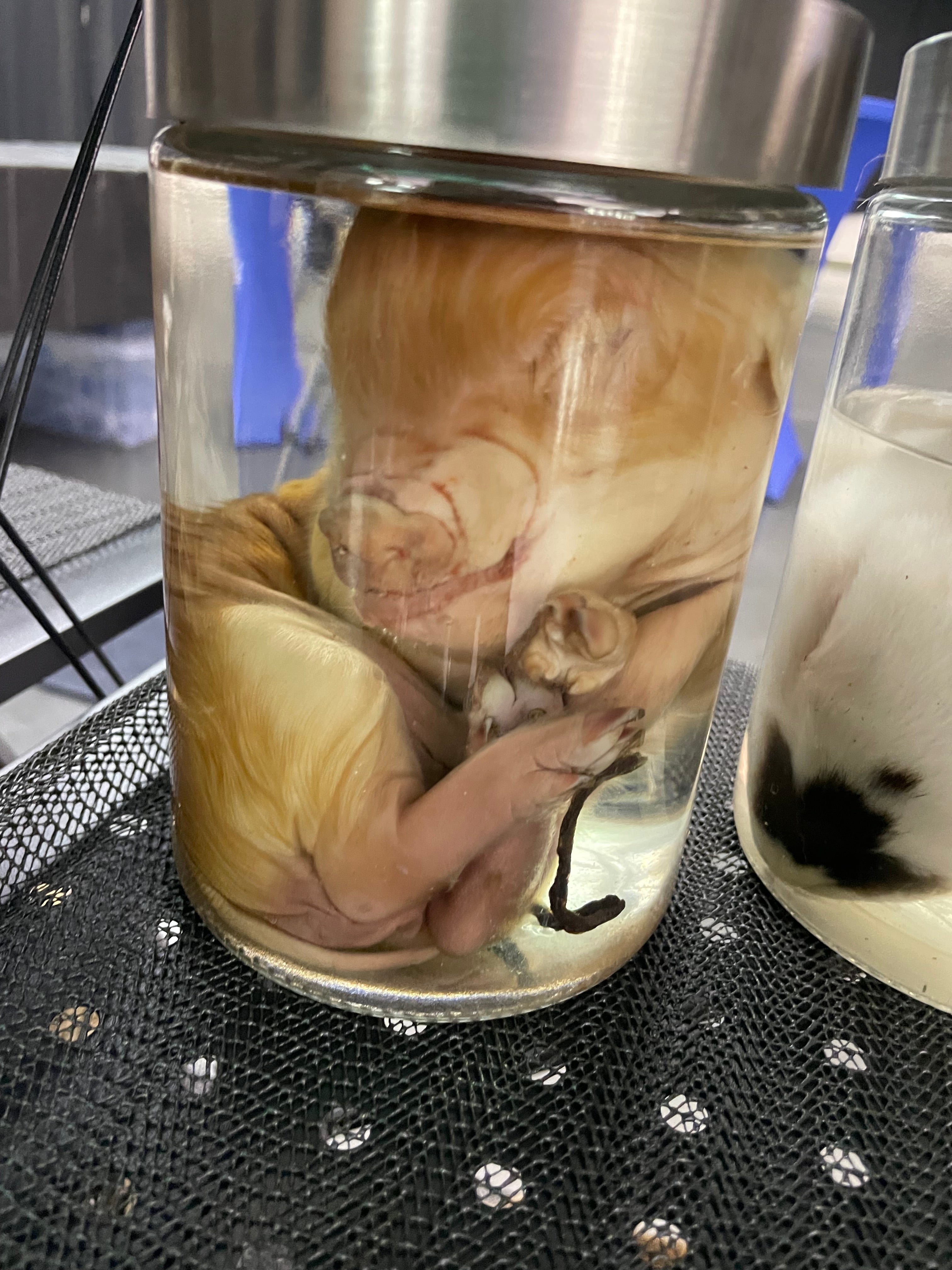 Kune Kune Piglet Wet Specimen