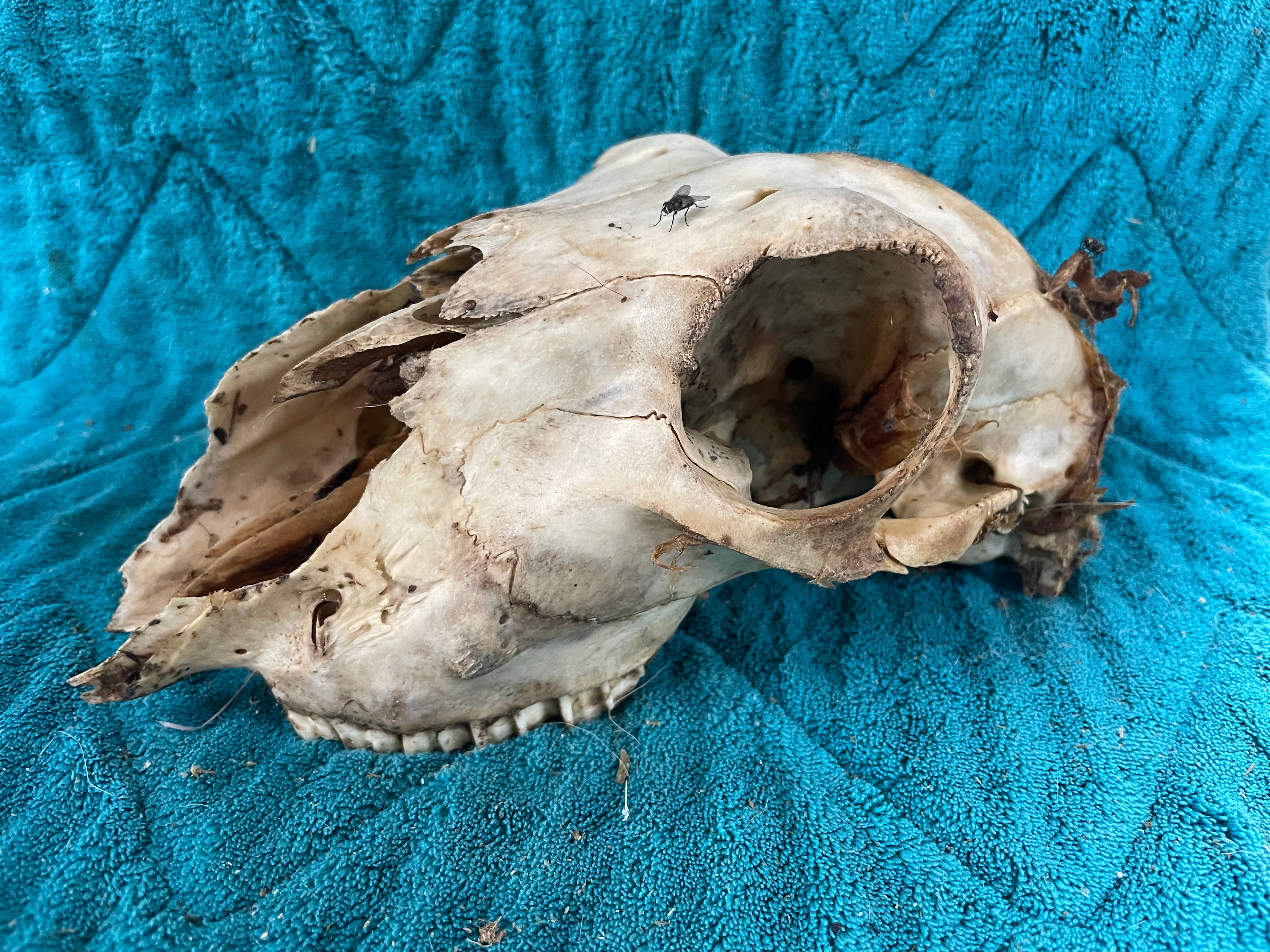 Craft Sheep Skull