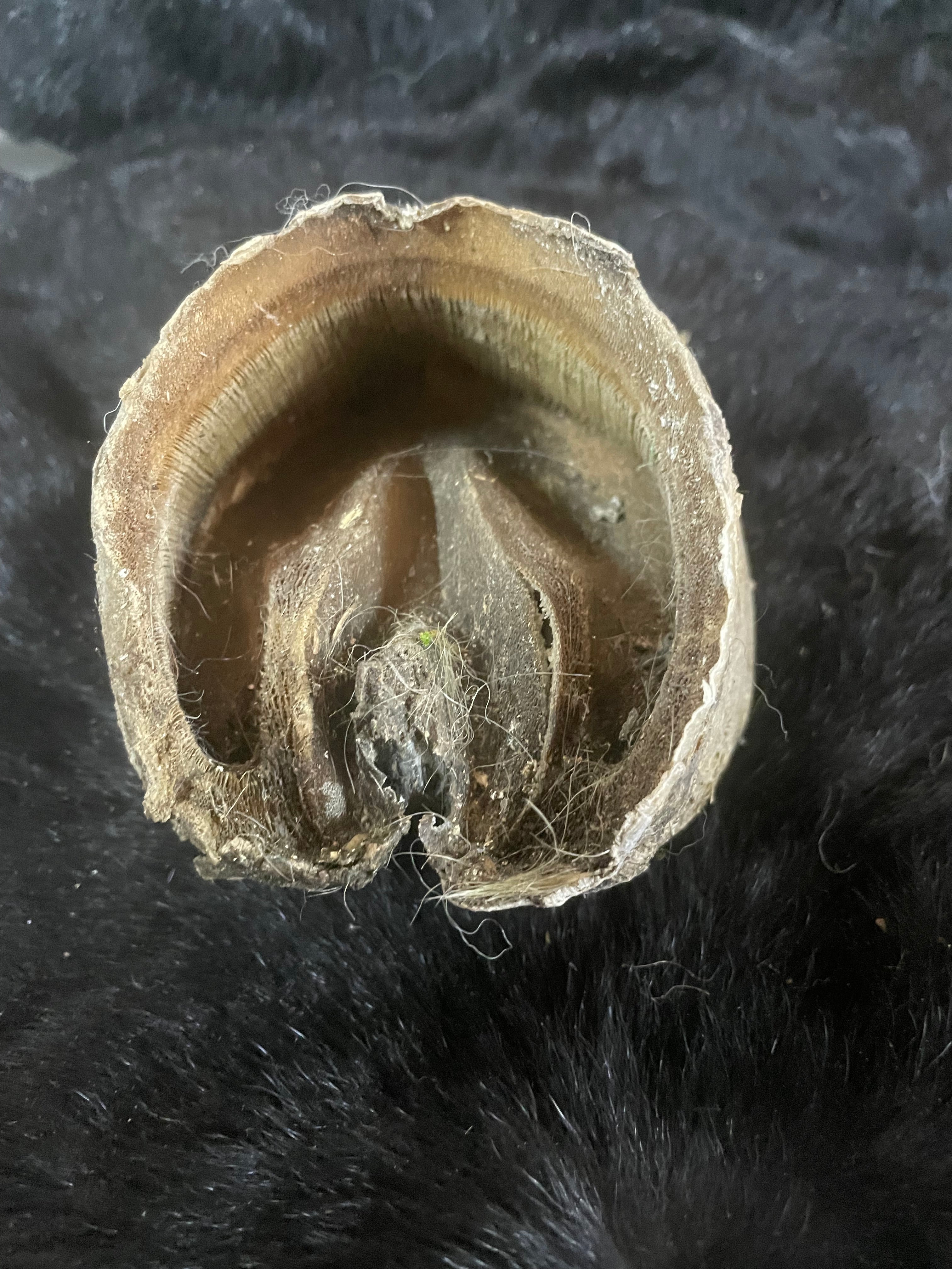 Horse Hoof 1