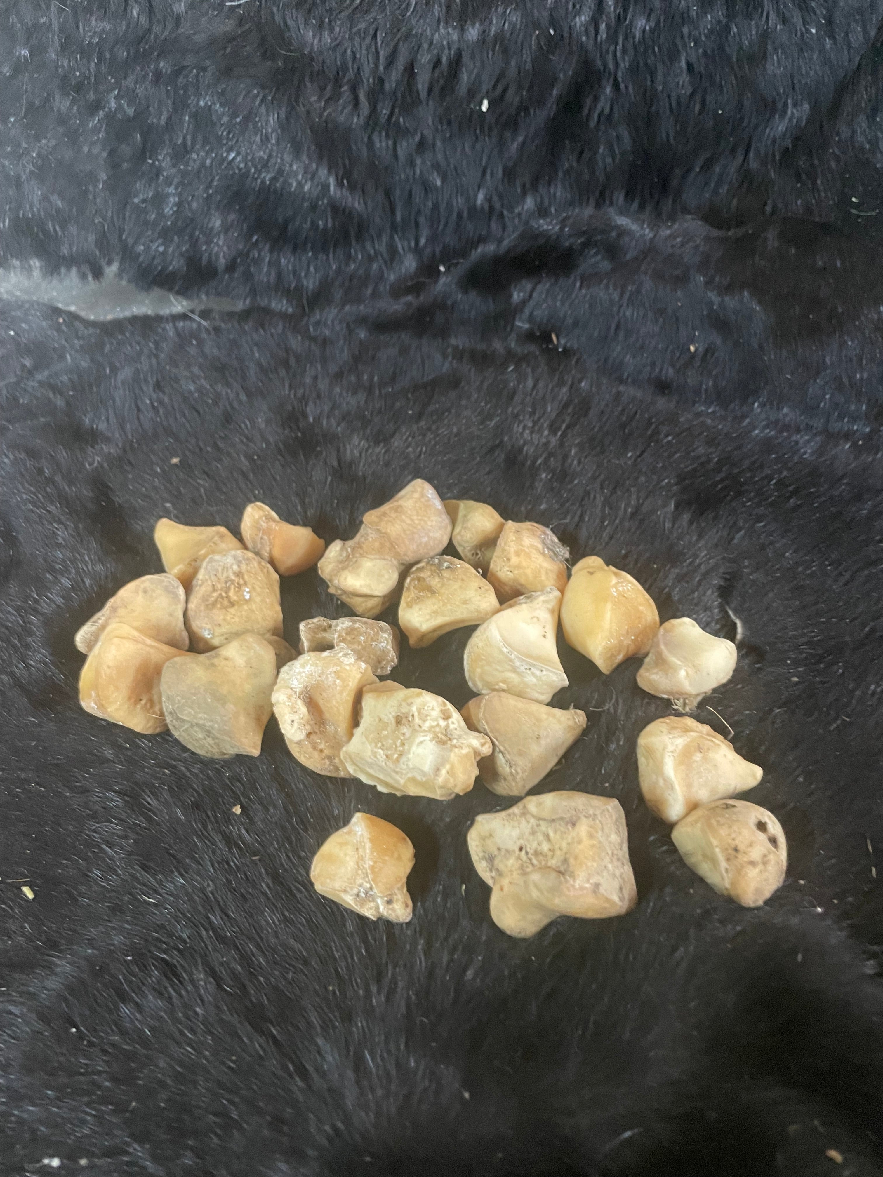 Lot of Horse/Foal Knee Bones