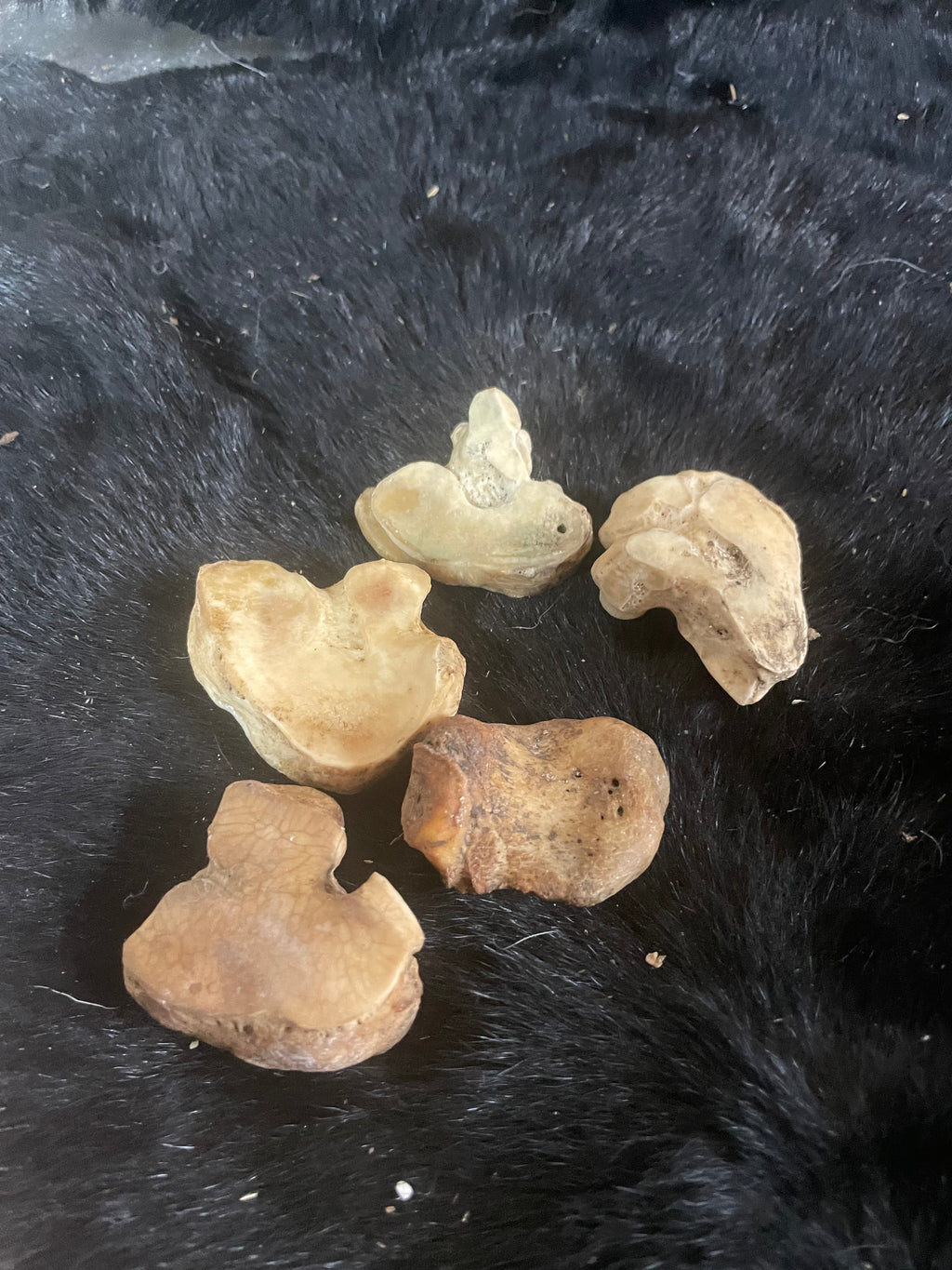 Horse and Foal Lot 1