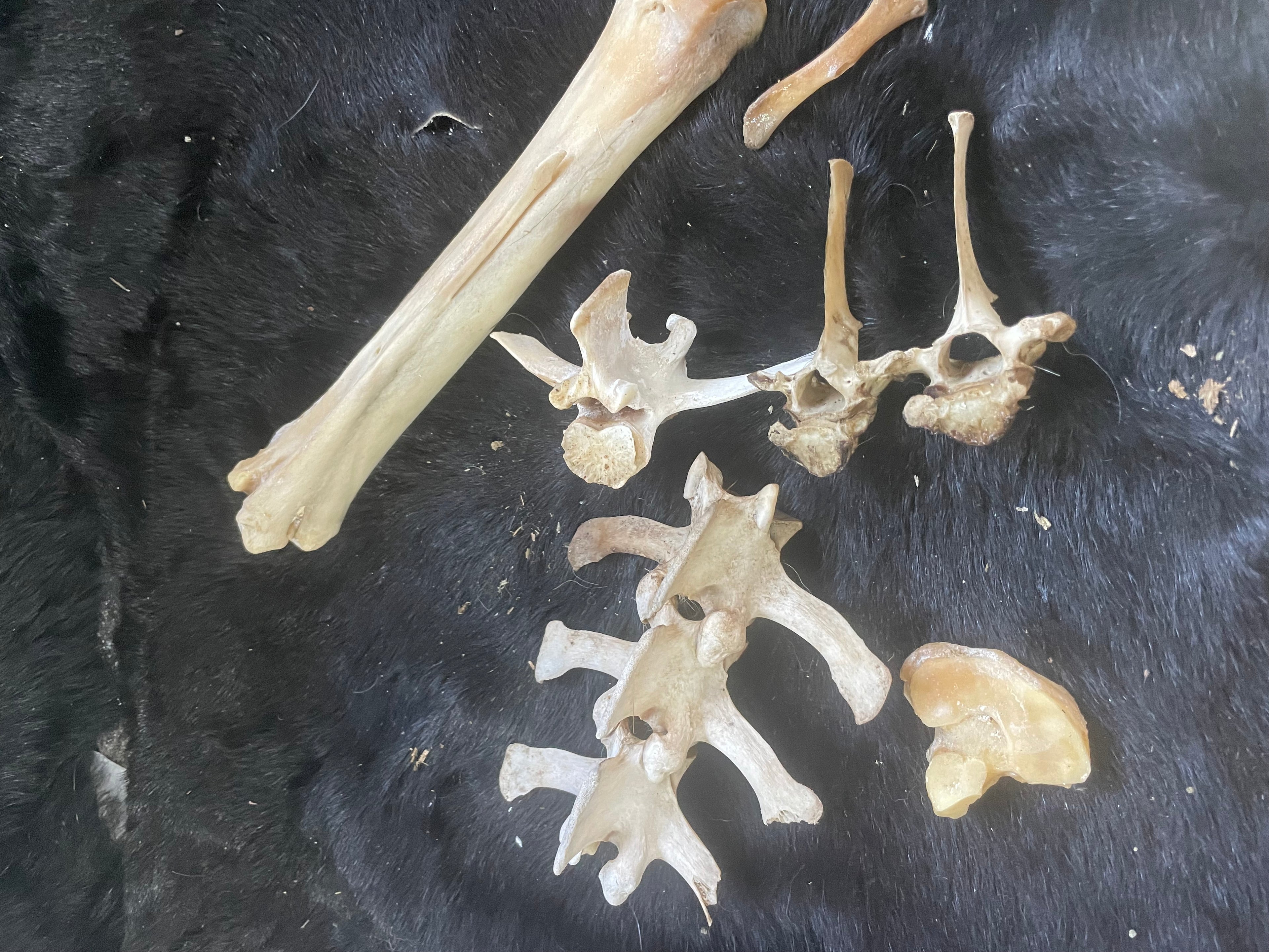 Bone Lot Foal, Equine and Misc