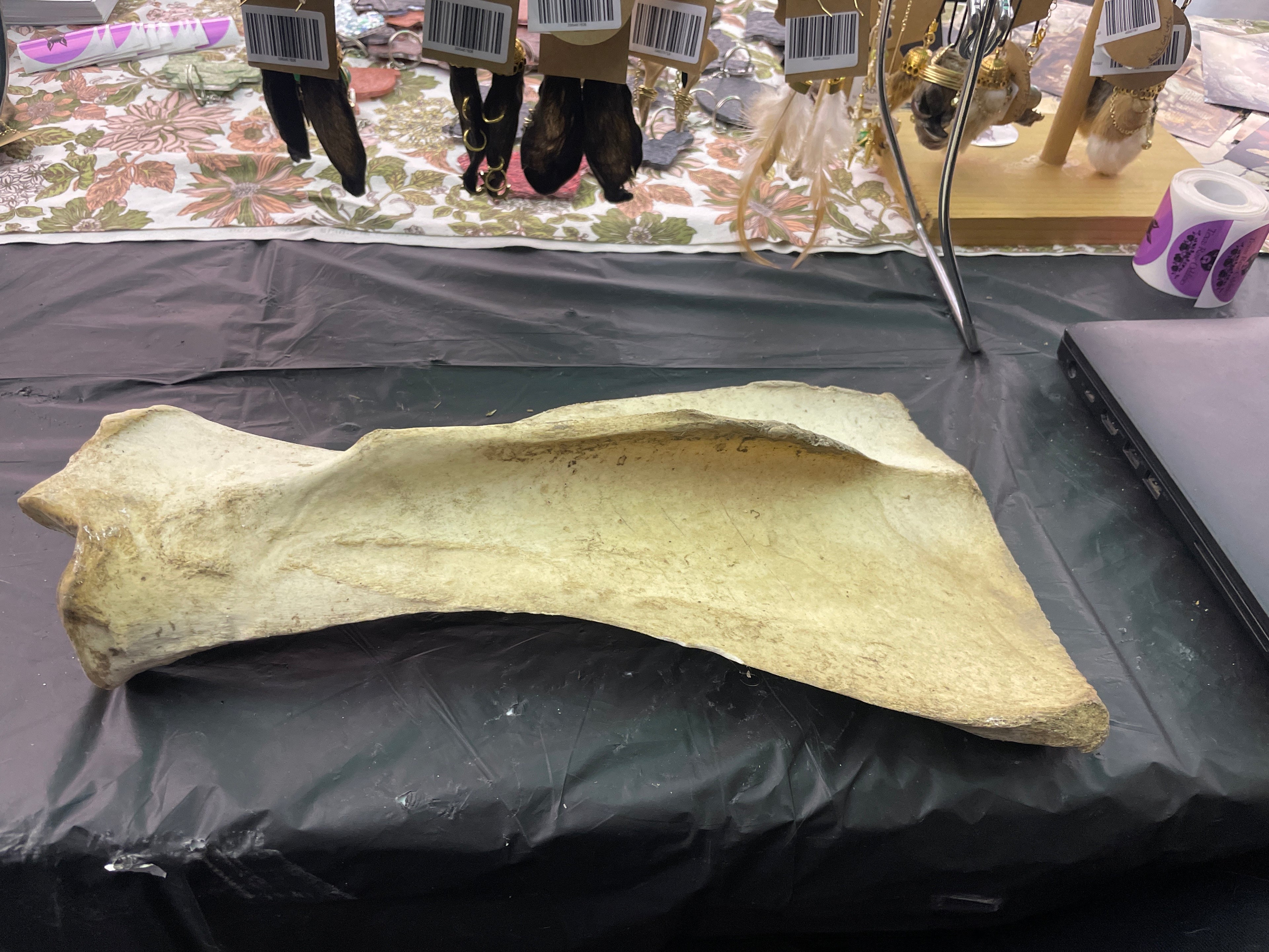 Horse Shoulder Blade Nature Cleaned