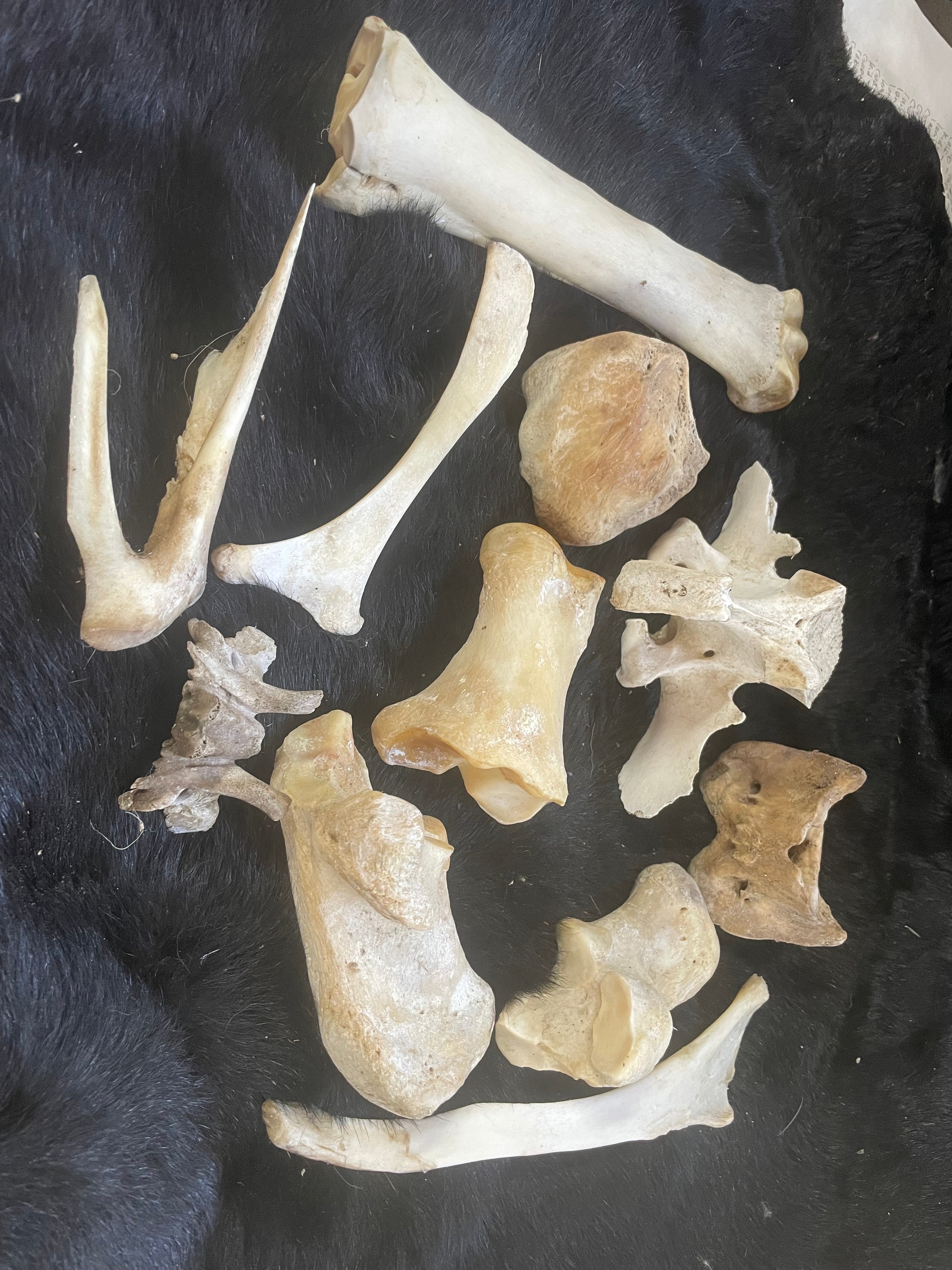 Misc Bone Lot