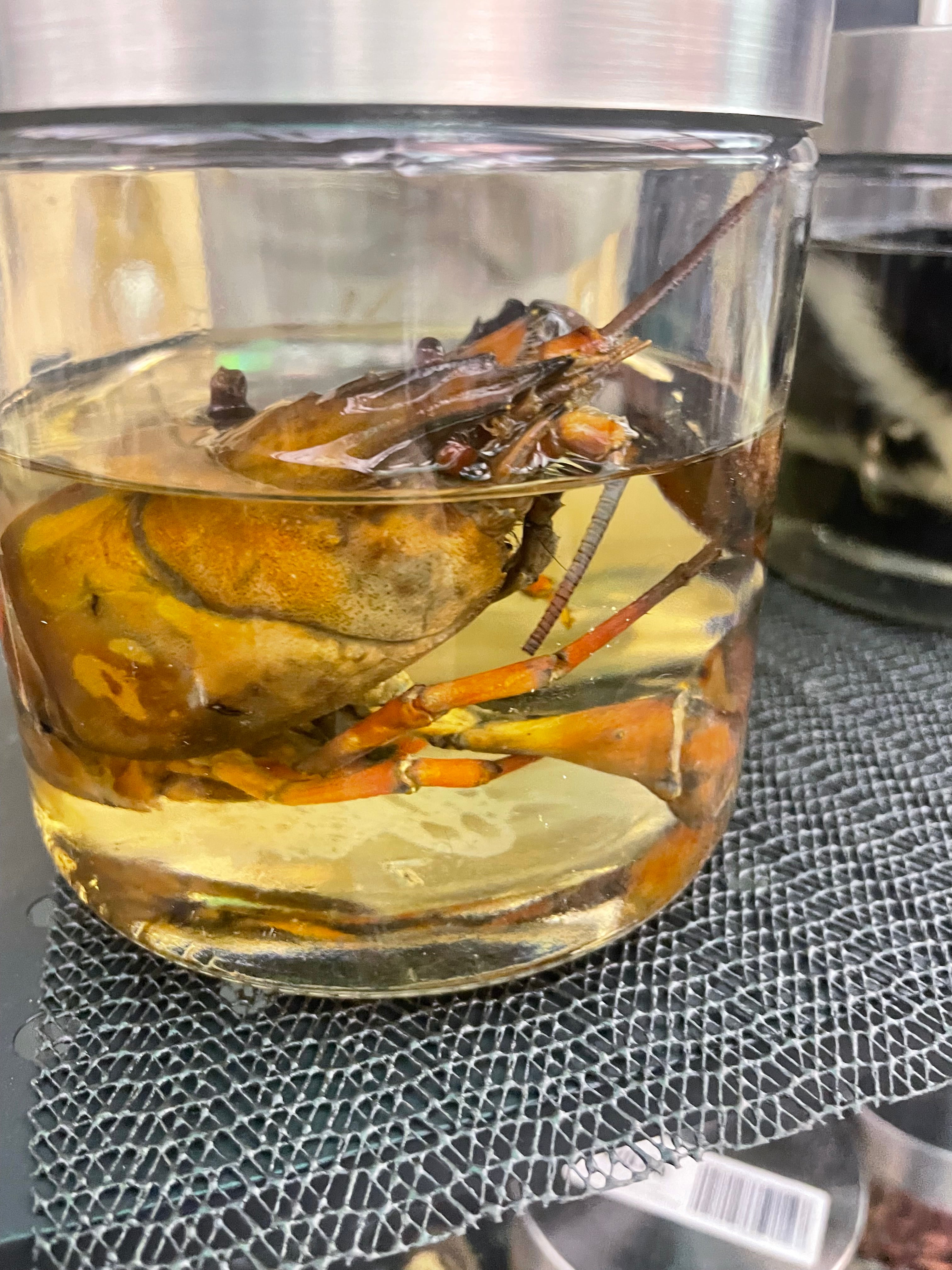 Crayfish Wet Specimen
