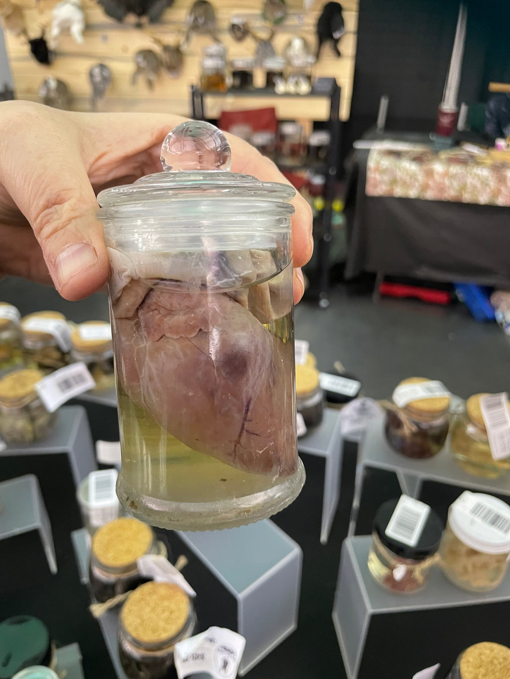 Lamb Heart Wet Specimen