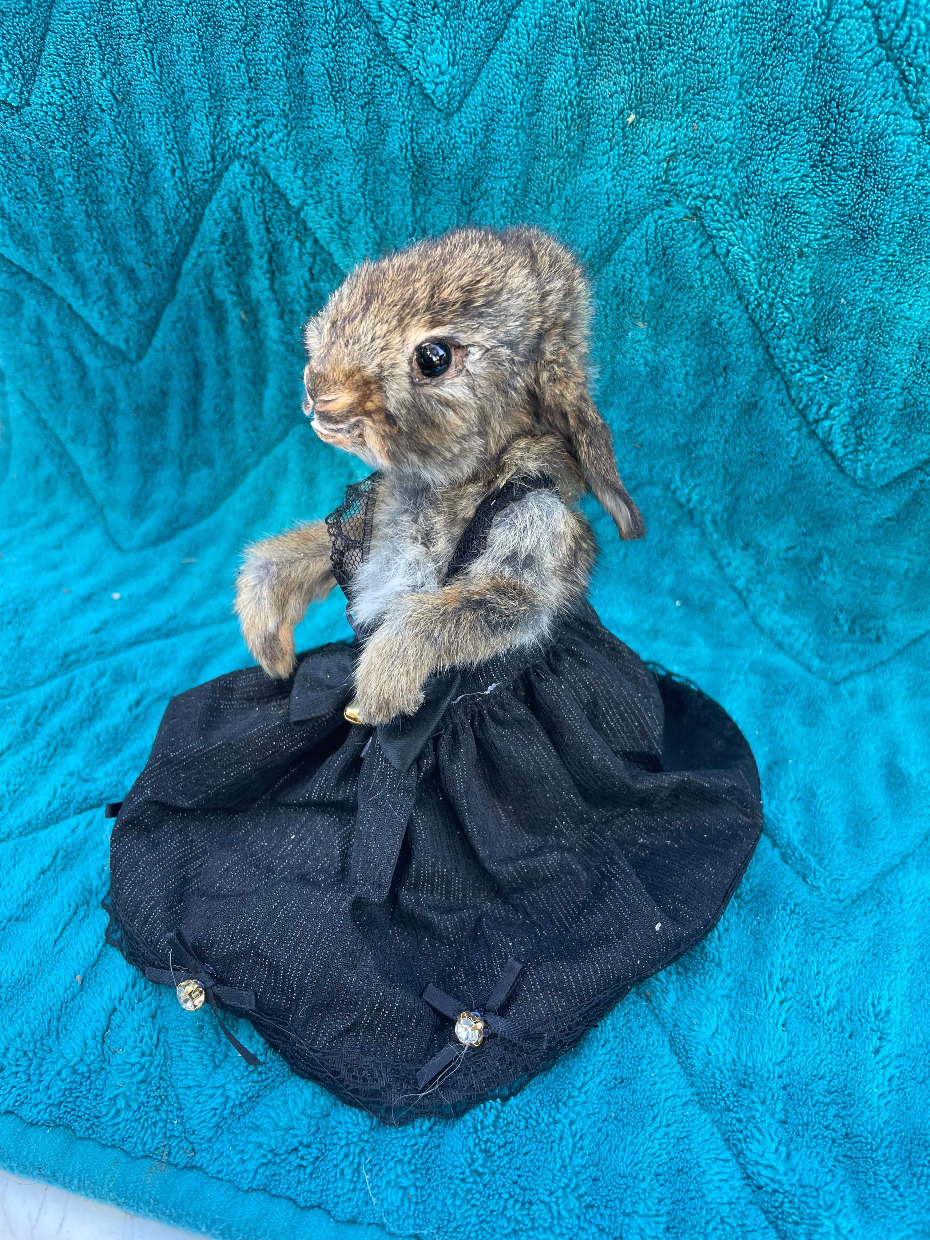 Gothic Baby Rabbit