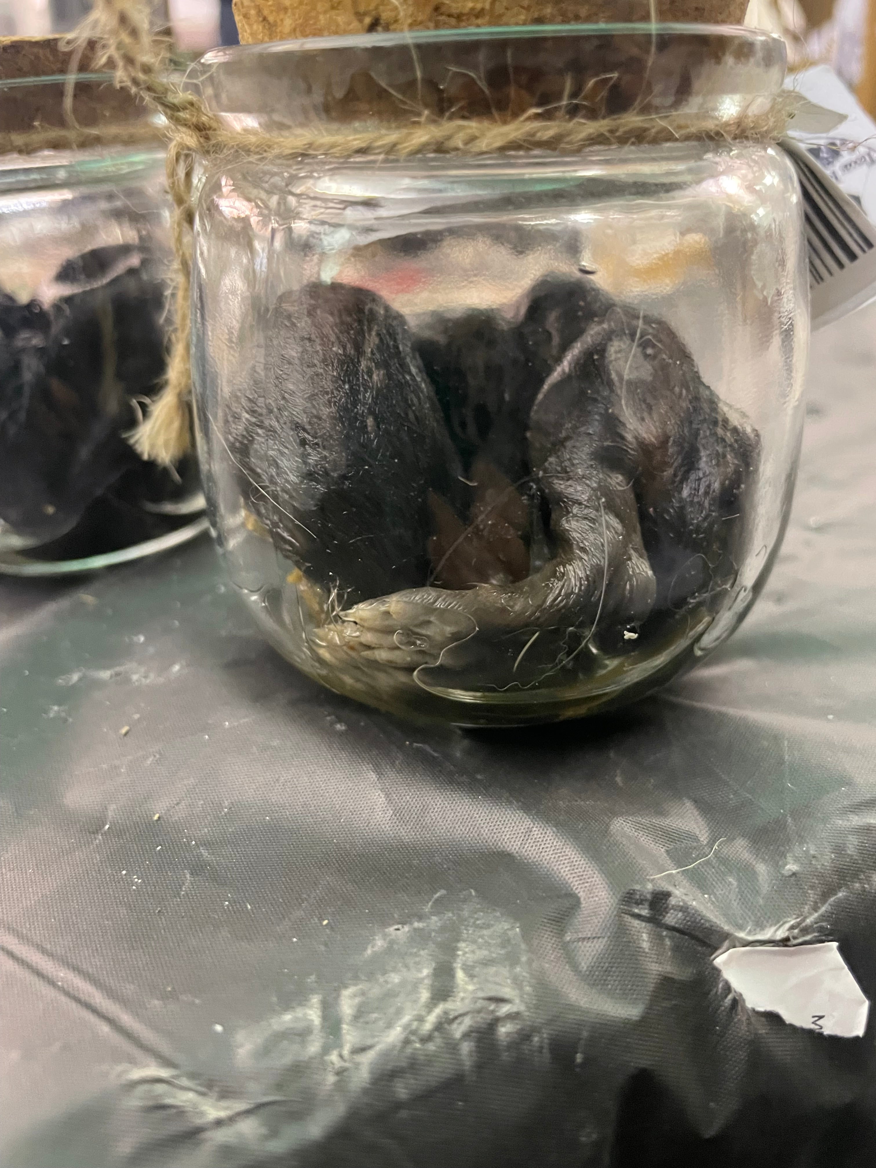 Head Tucked Black and White Holland Lop Bunny Wet Specimen
