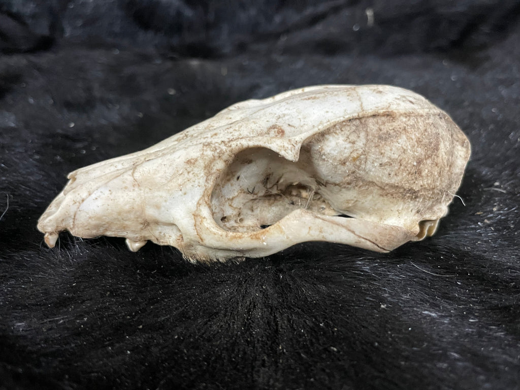Craft grade Coyote Skull