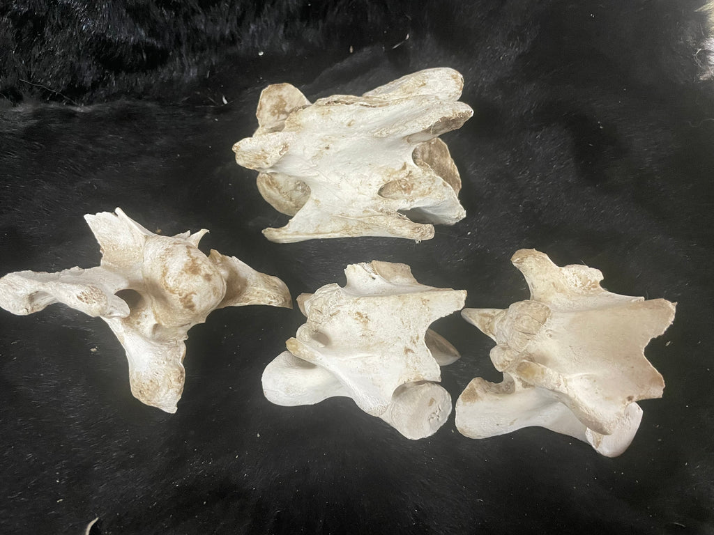 Lot of Horse Vertebrae